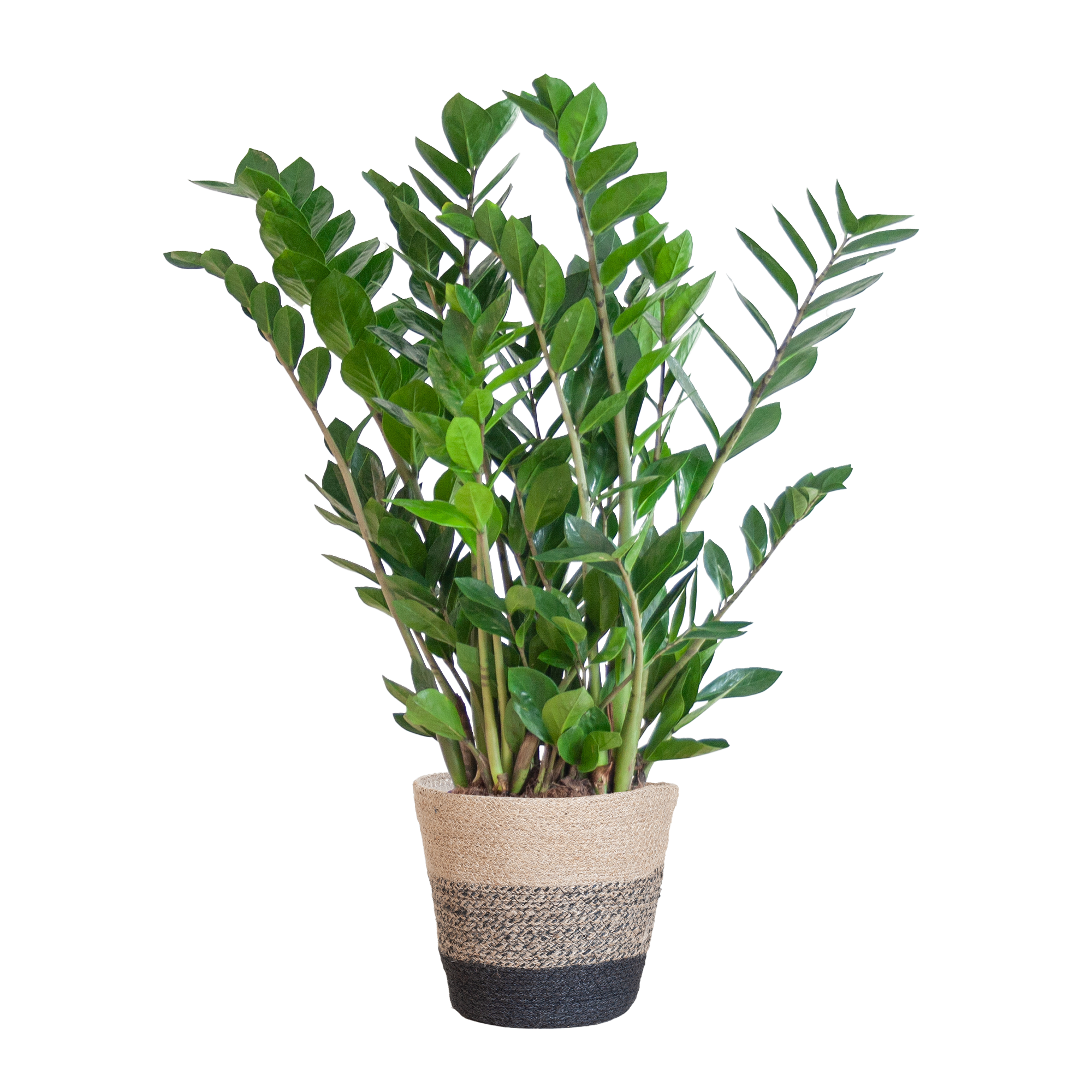 Zamioculcas (Glücksfeder) im Design-Korb | 80cm