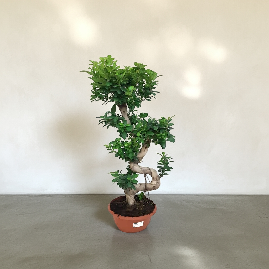 Bonsái Ficus Ginseng (Microcarpa)