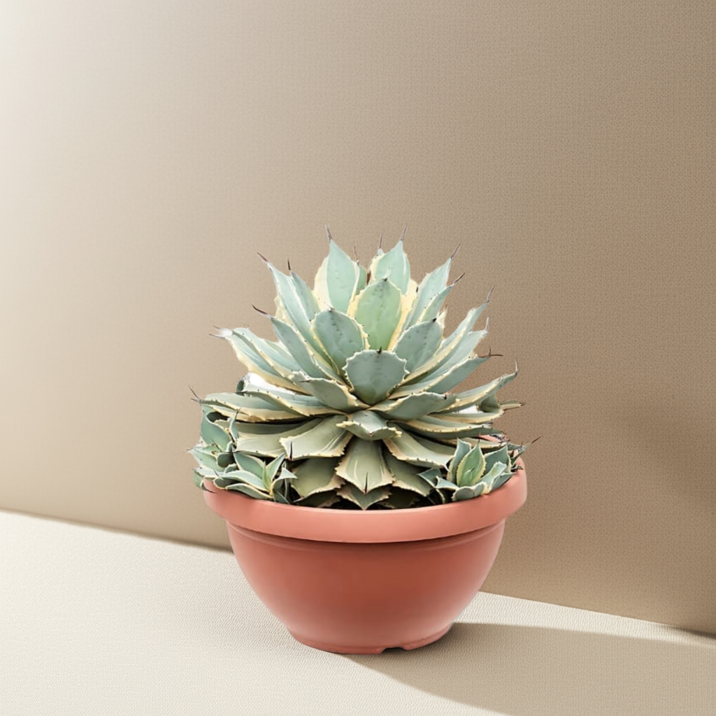 Agave