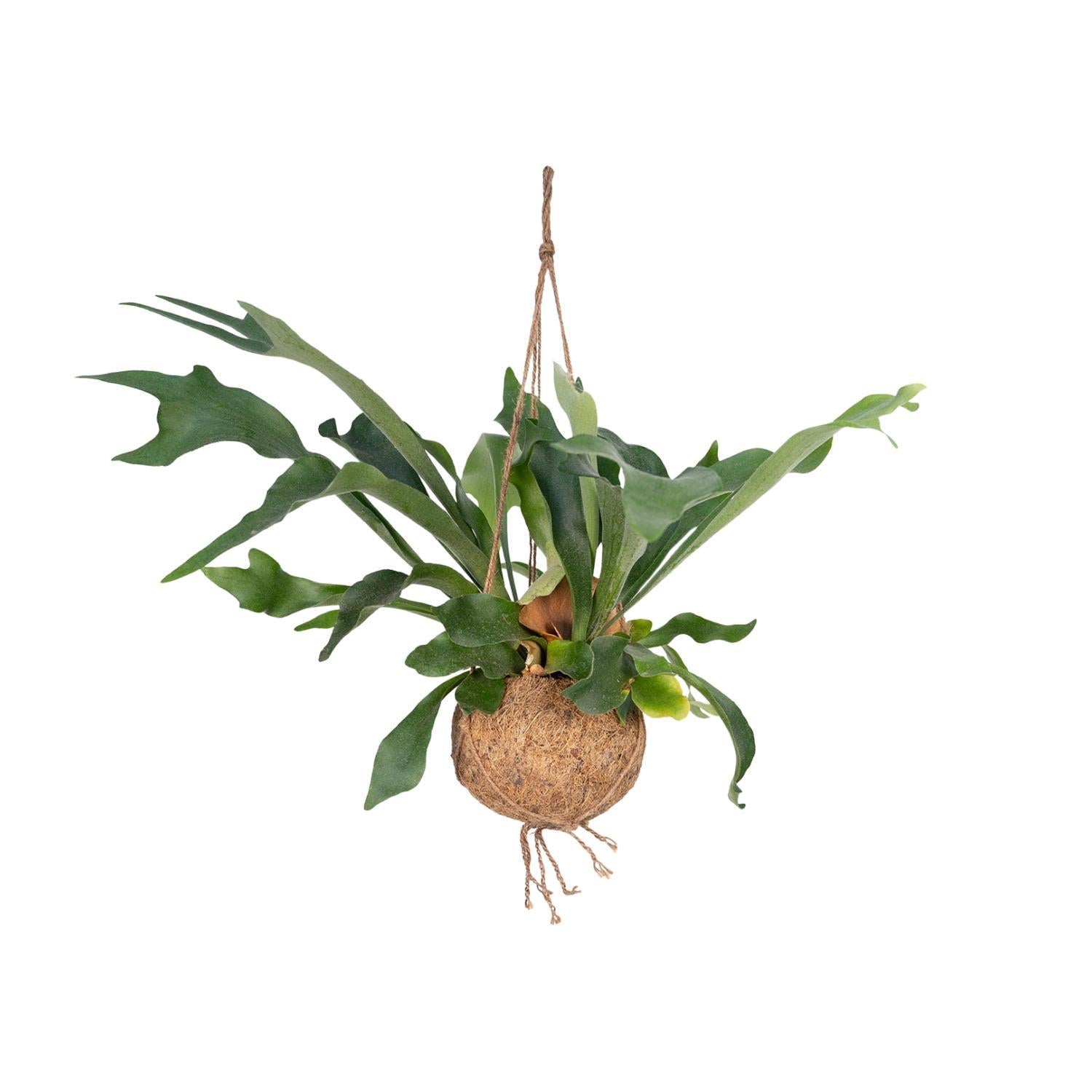 Kokedama Platycerium Bifurcatum