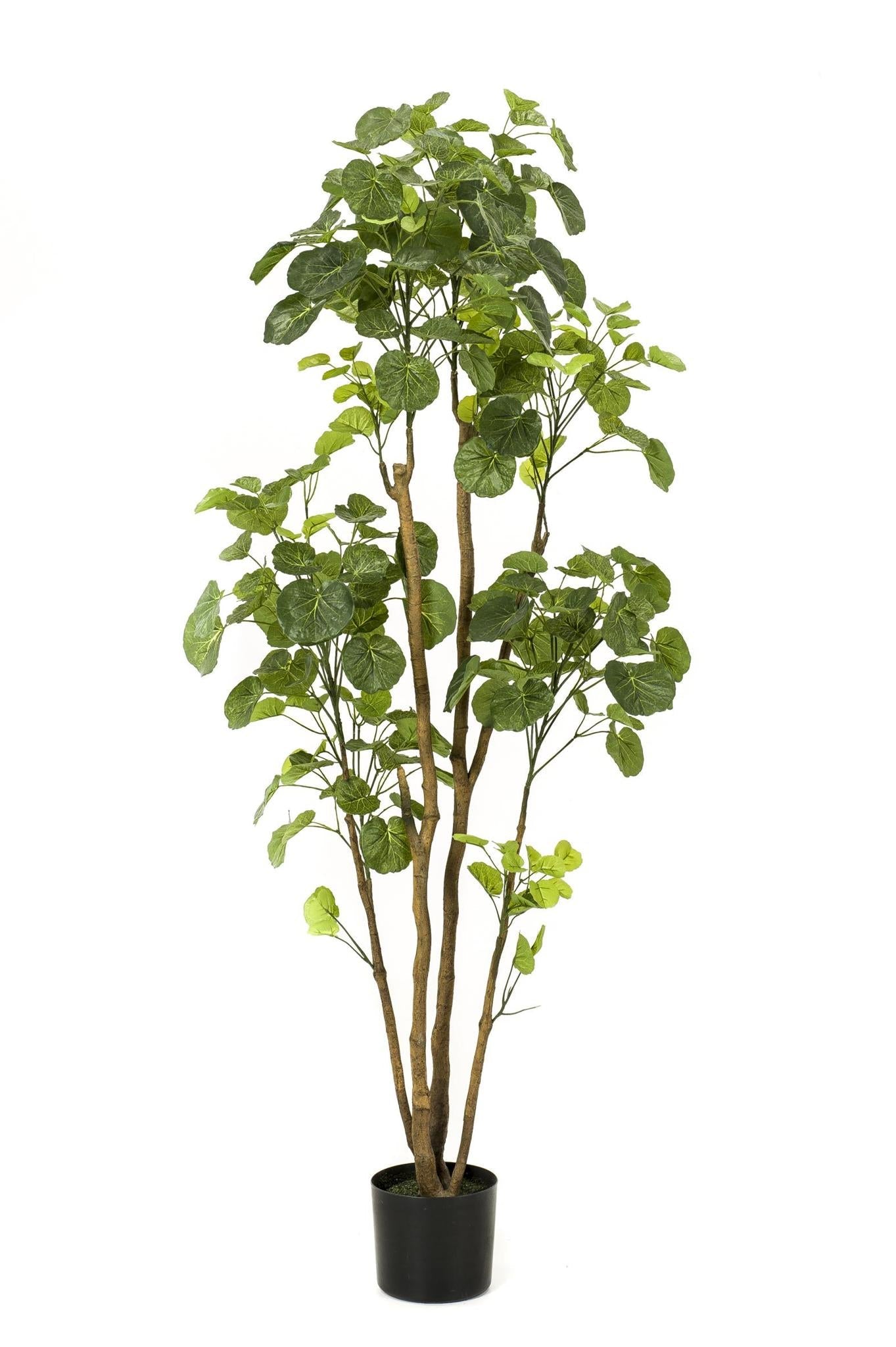 Comprar Aralia grande Artifcial