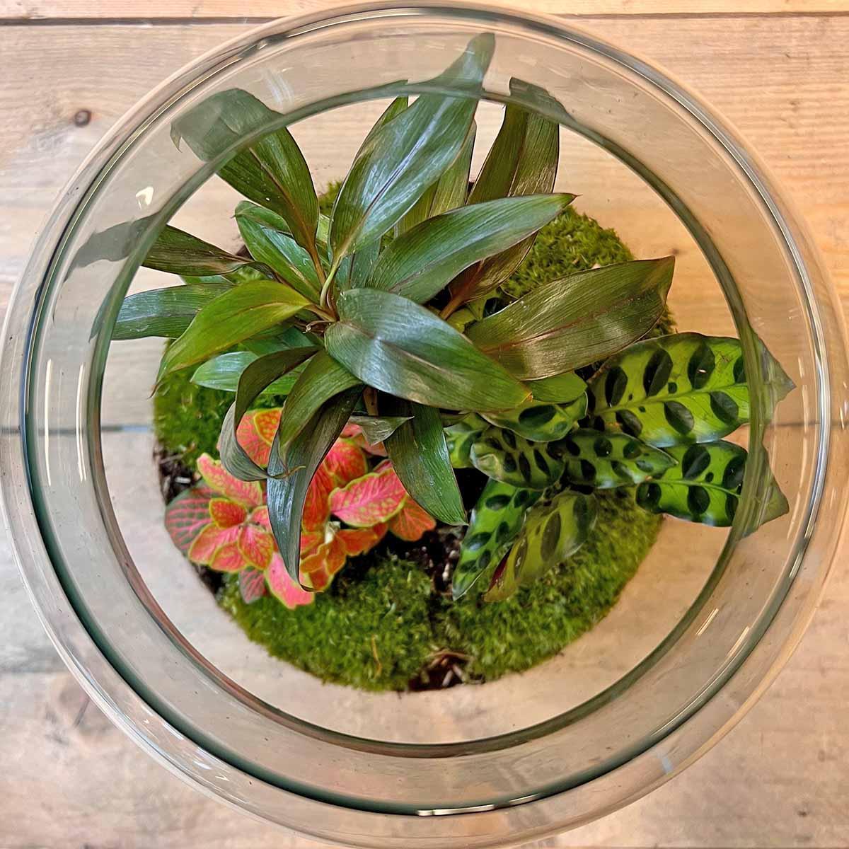 Terrarium con Palmera Milky