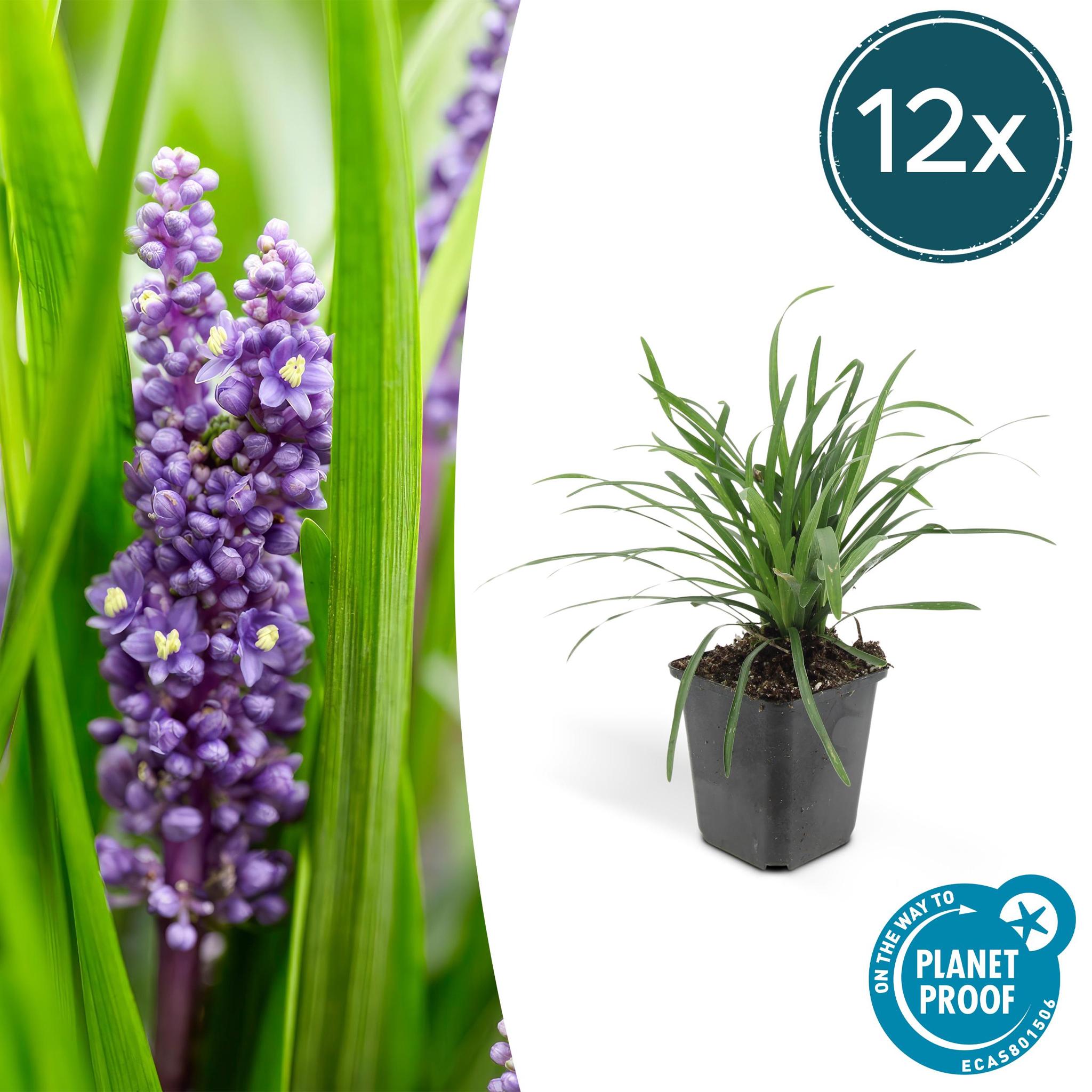 Liriope muscari 'Big Blue' (Lilientraube)