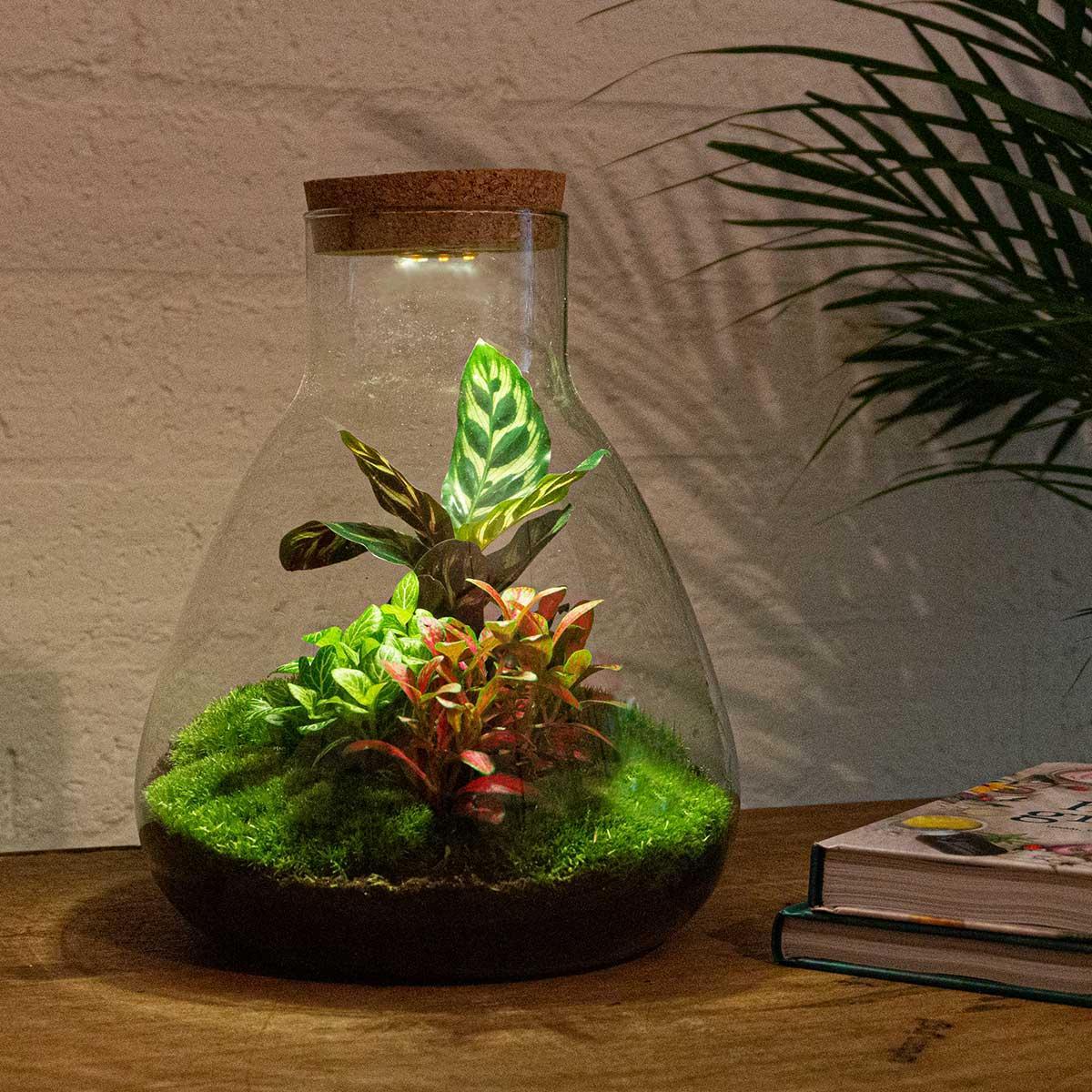 Terrarium Sam Calathea avec lumière