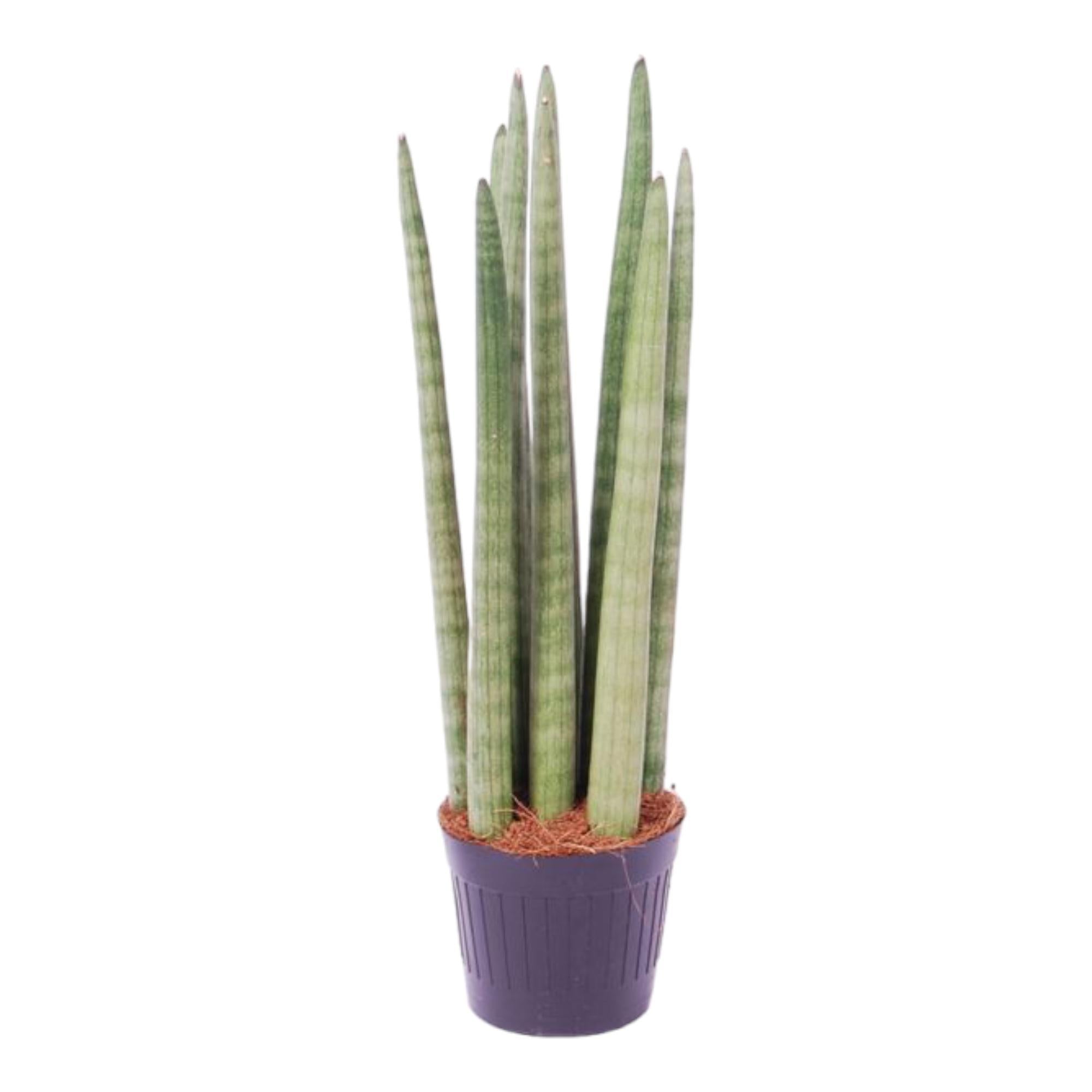 Sansevieria cylindrica 'Spaghetti' online kaufen