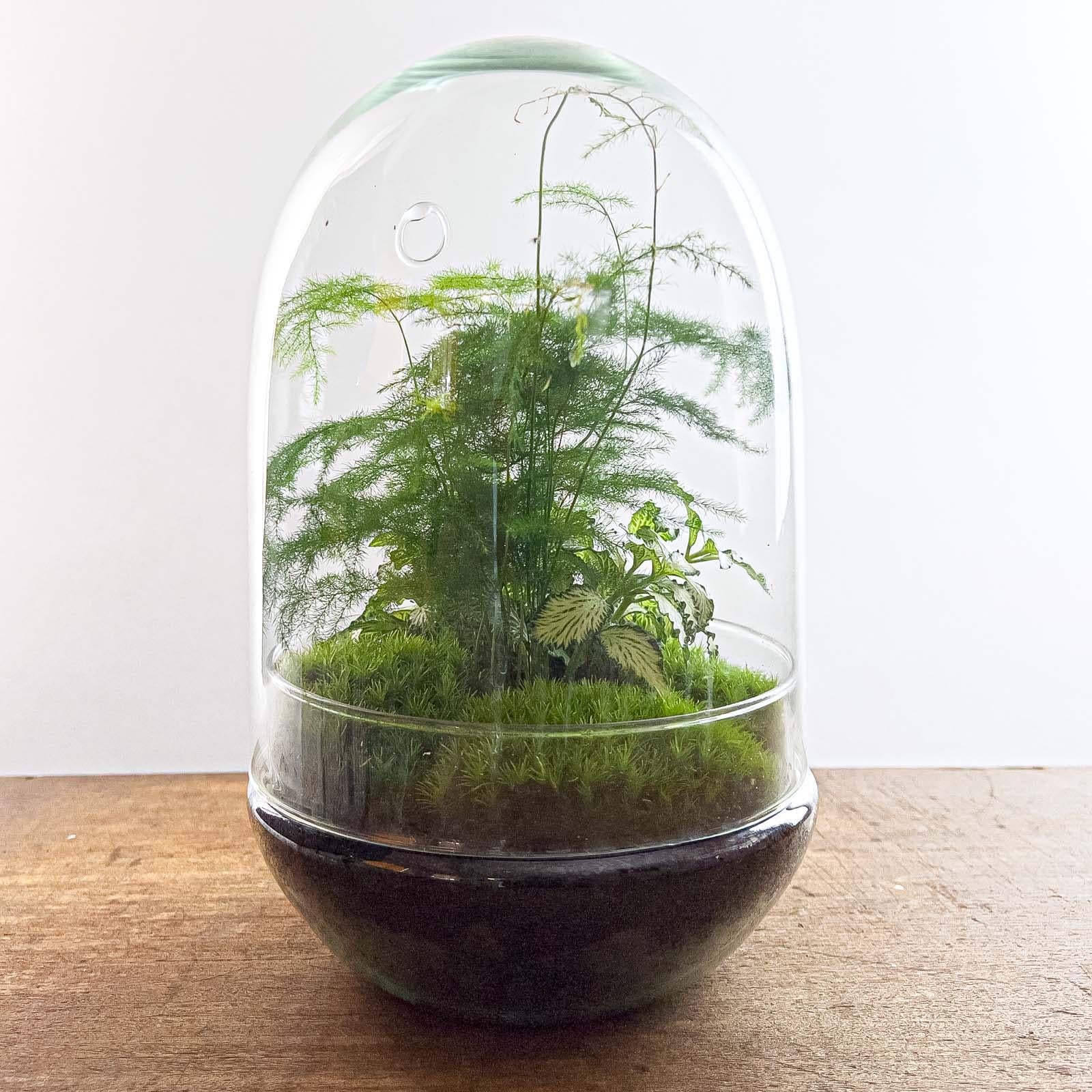 Terrarium Egg XL