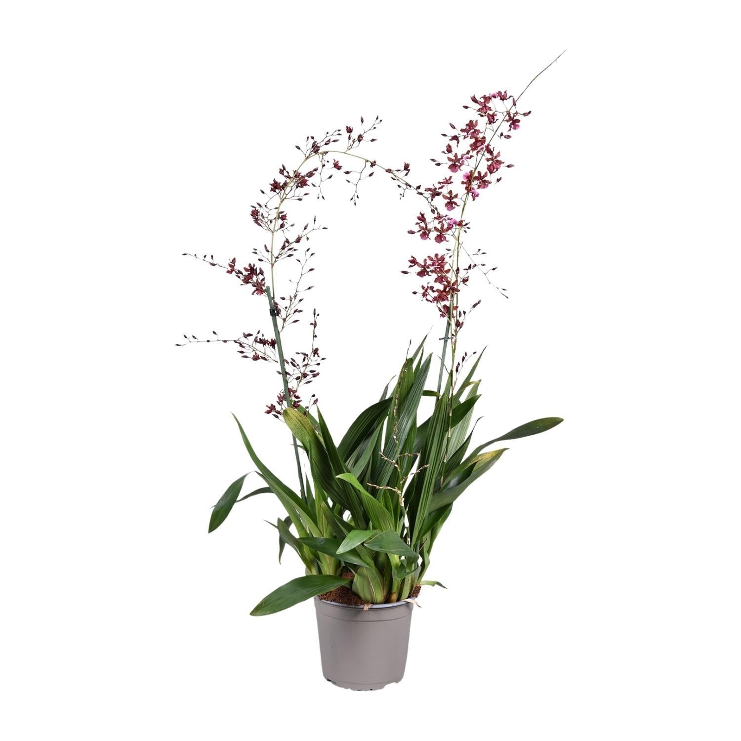 Oncidium Orchidee