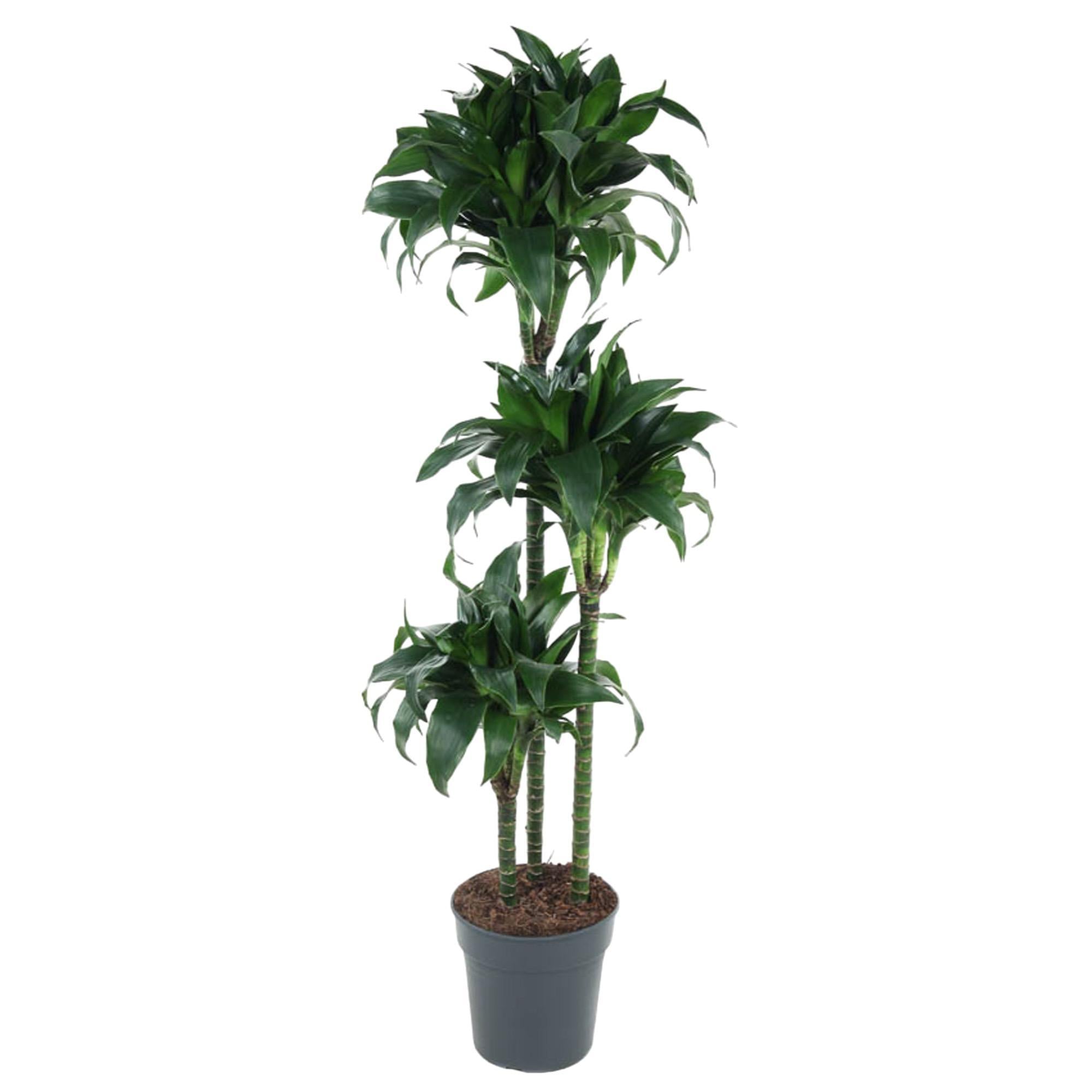 Dracaena Tatuade kaufen