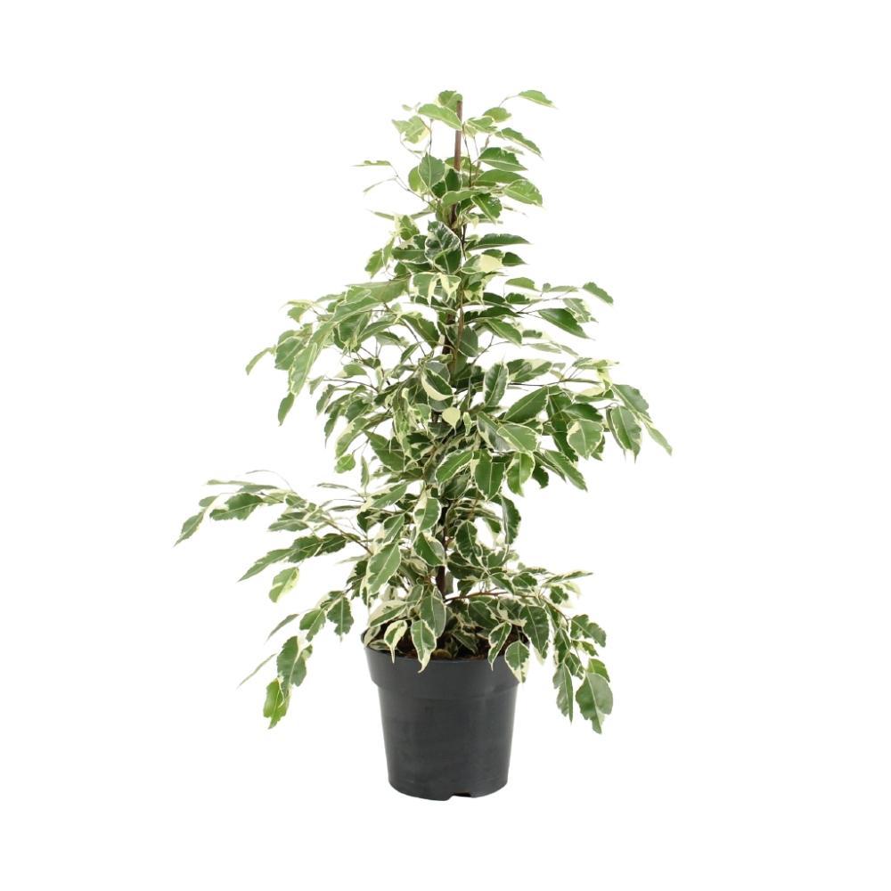 Ficus benjamina "Twilight" kaufen