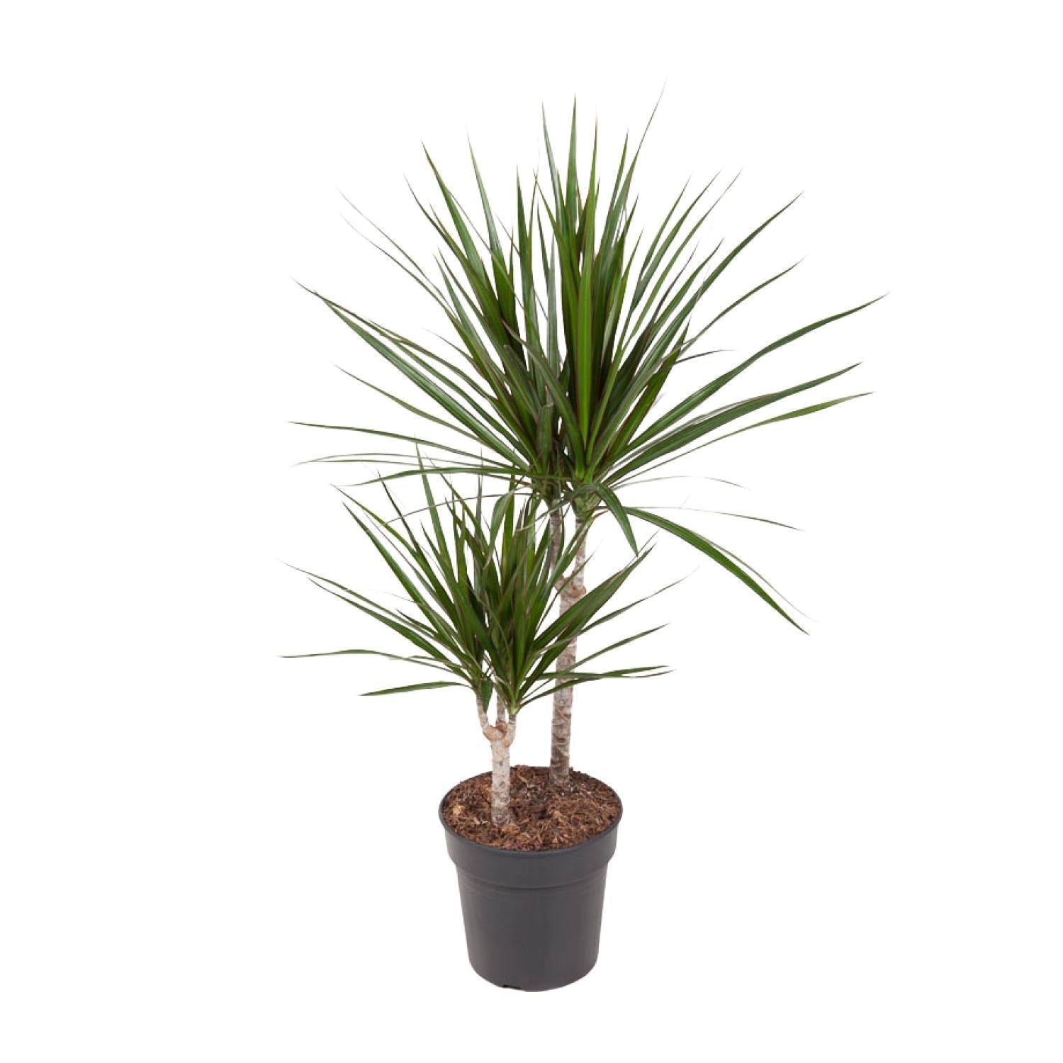 Dracaena Marginata kaufen