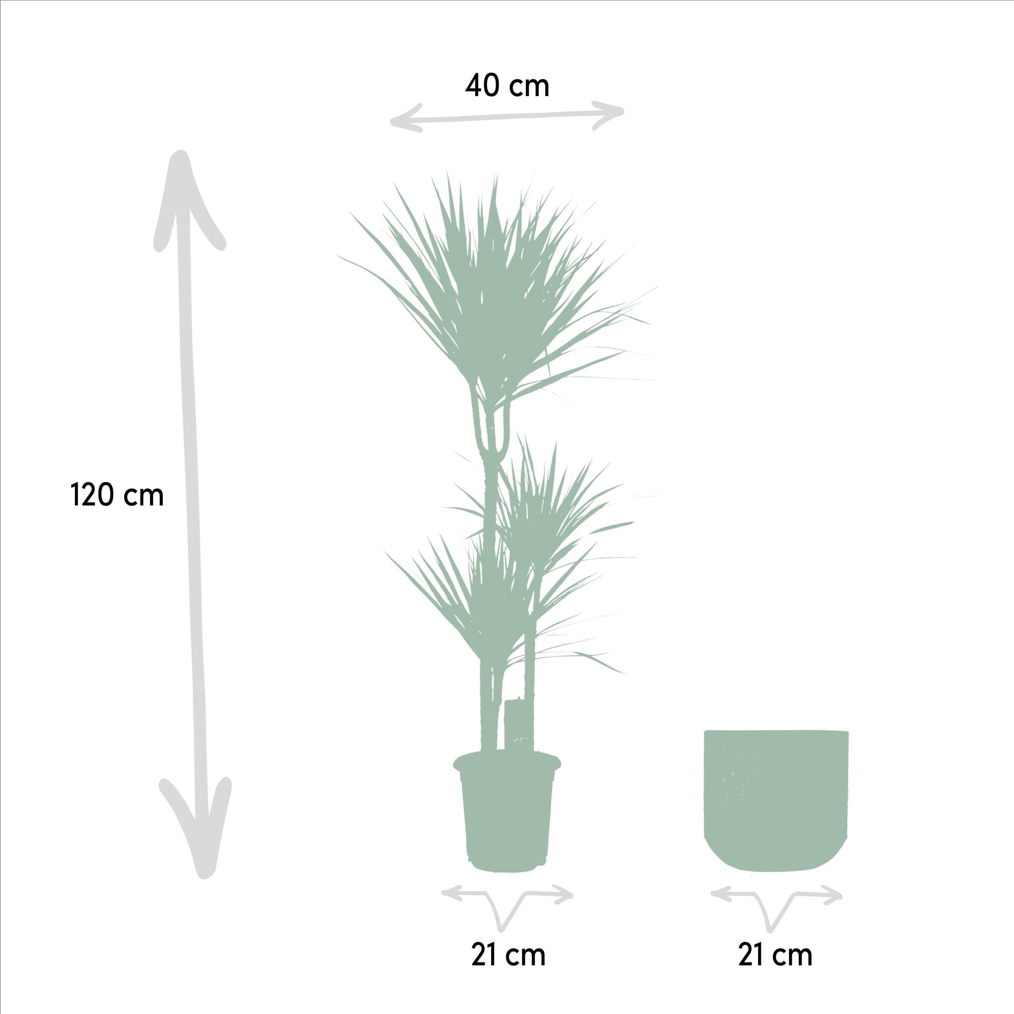 Dracaena Marginata im Topf Groß