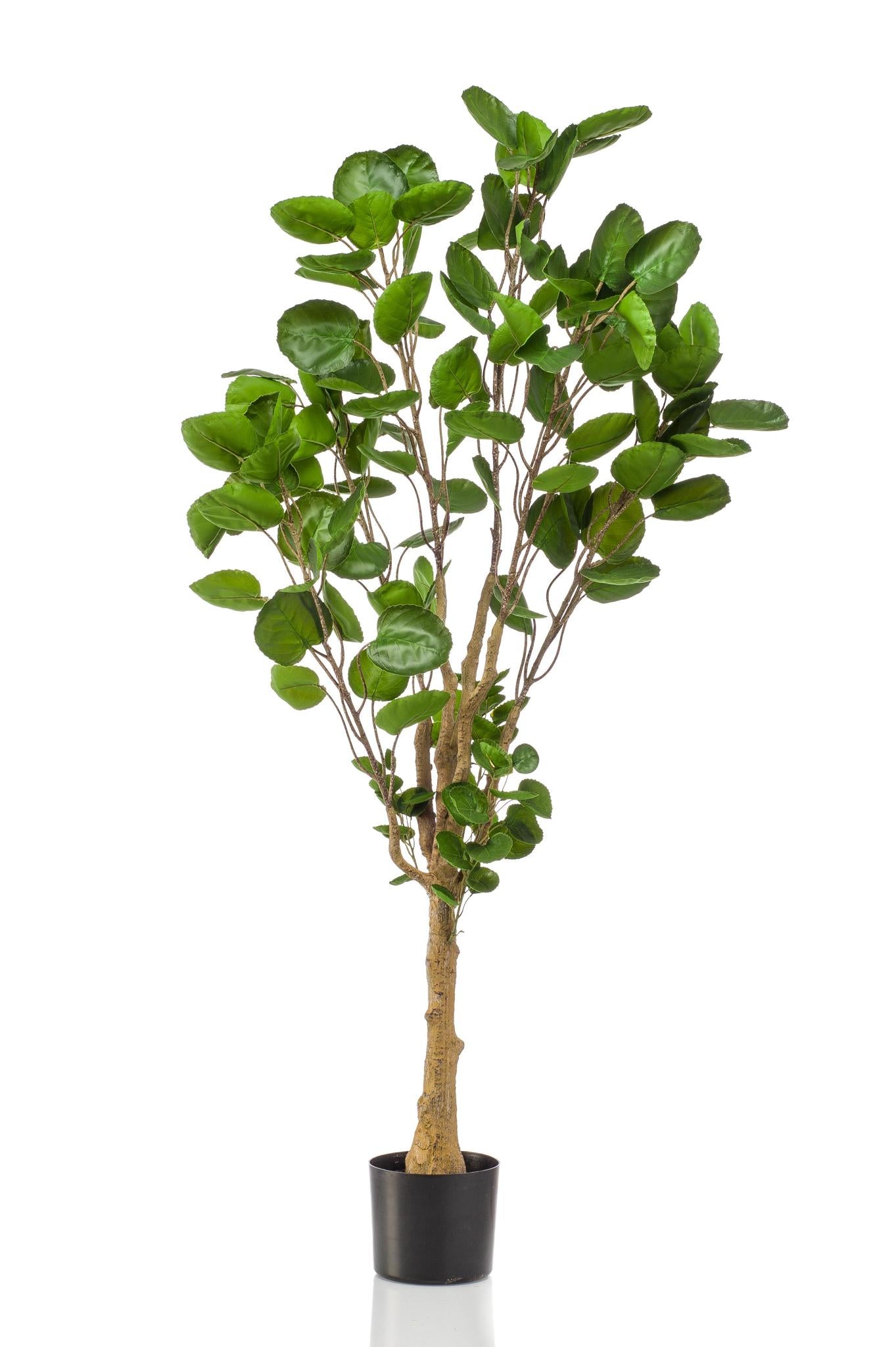 Comprar Polyscias Artificial (Aralia) Grande