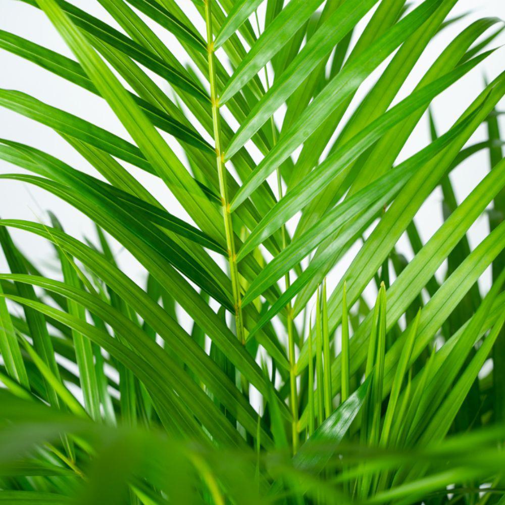 Areca Palme Groß bestellen