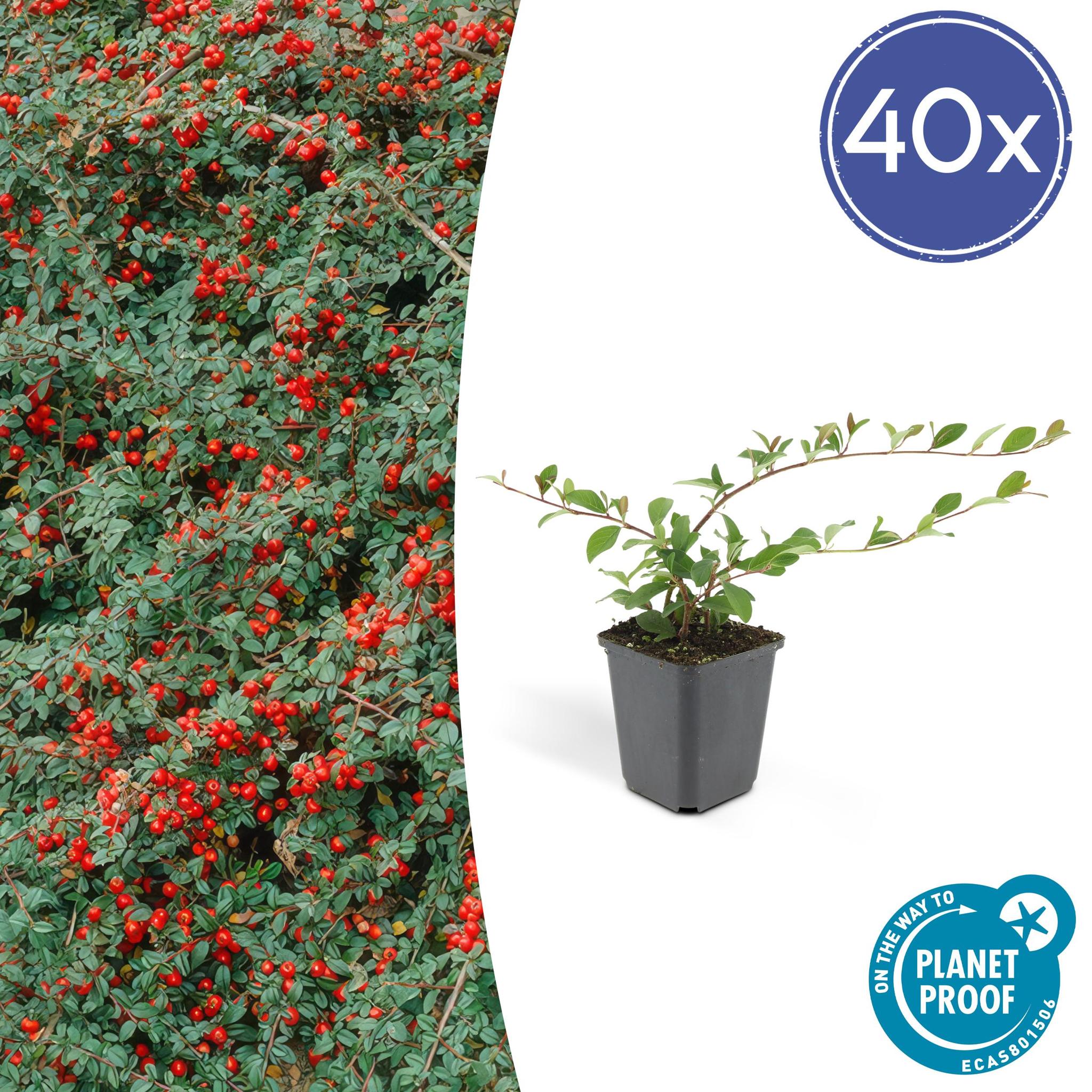 Zwergmispel - Cotoneaster dammeri