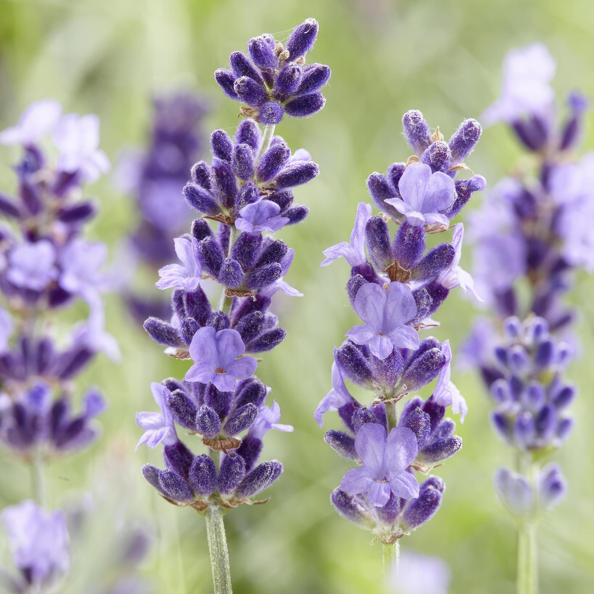 Lavandula angustifolia 'Hidcote'