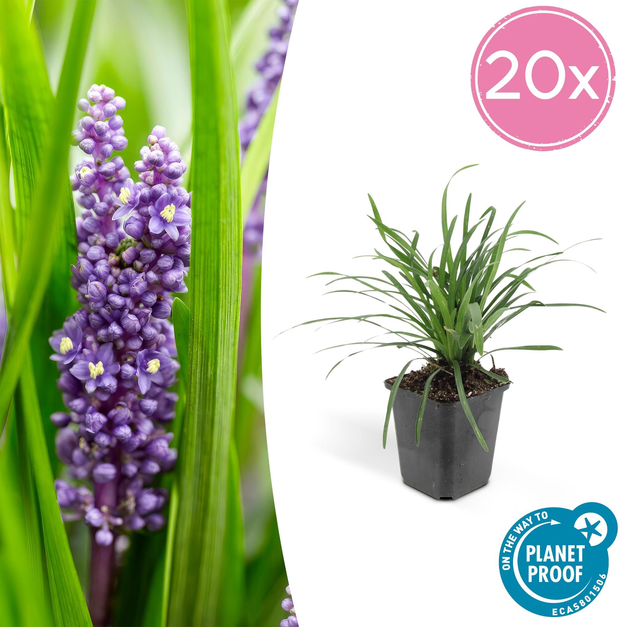 Liriope muscari 'Big Blue' (Lilientraube)