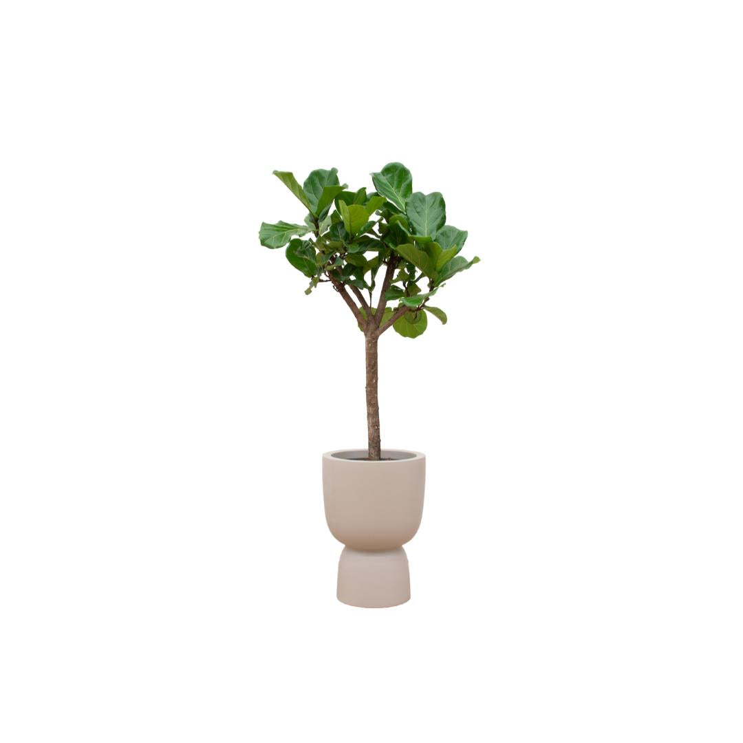 Ficus Lyrata Groß kaufen