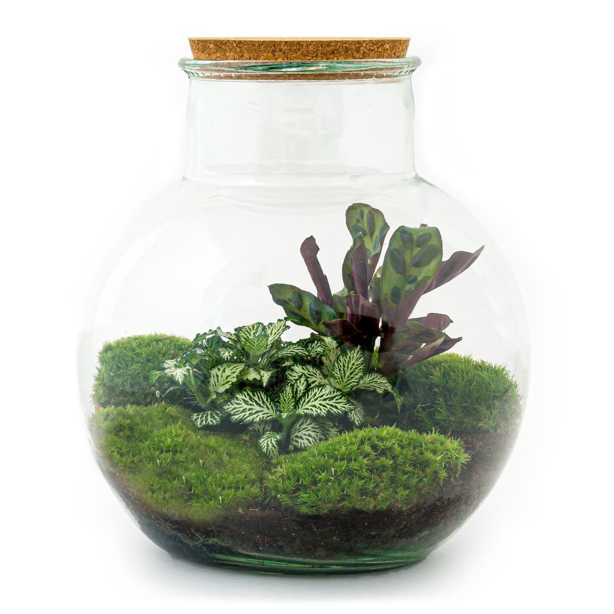 Terrarium de plantes en verre Teddy