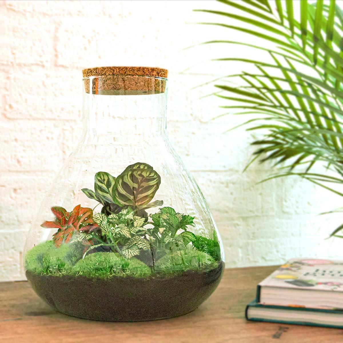 Terrarium végétal Sam XL DIY