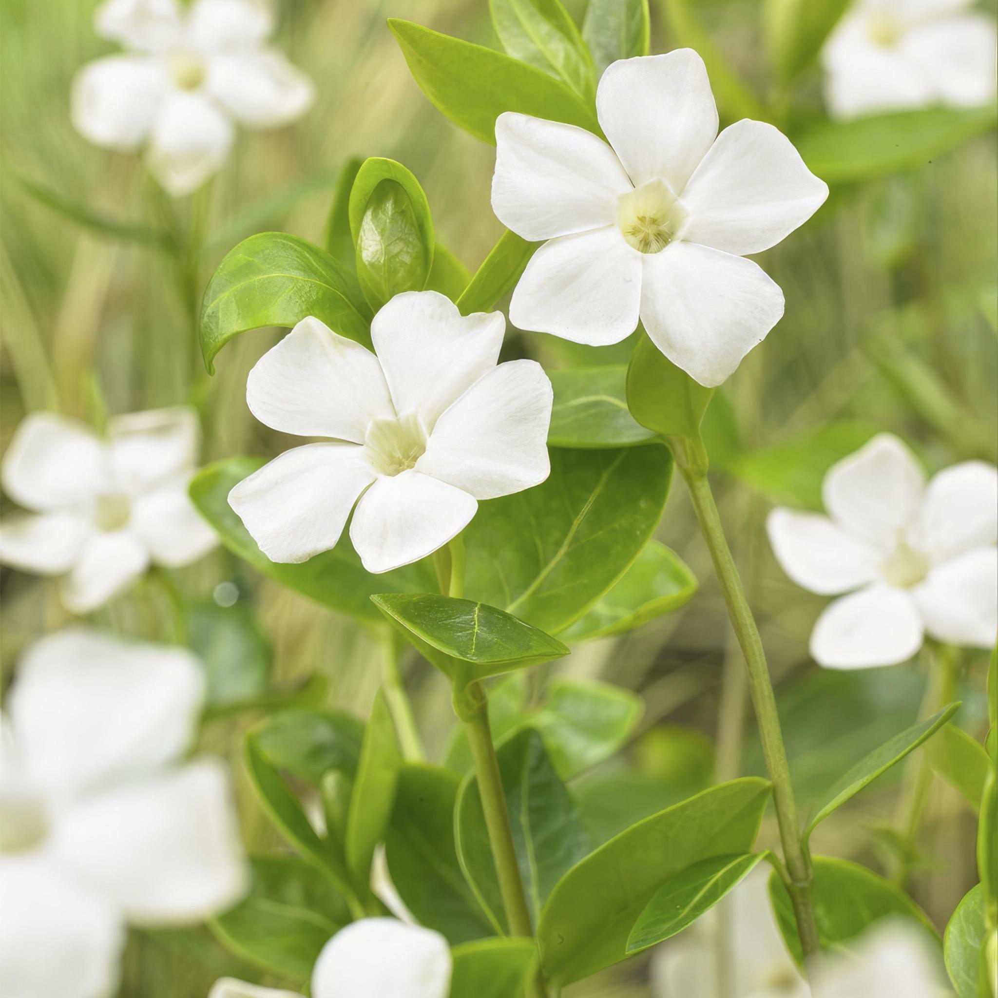 Vinca Minor 'Alba' - Immergrün