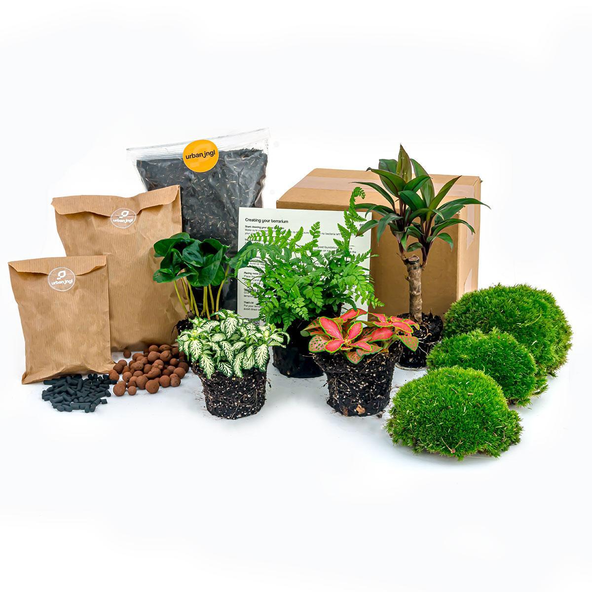 Pack de plantes pour terrarium