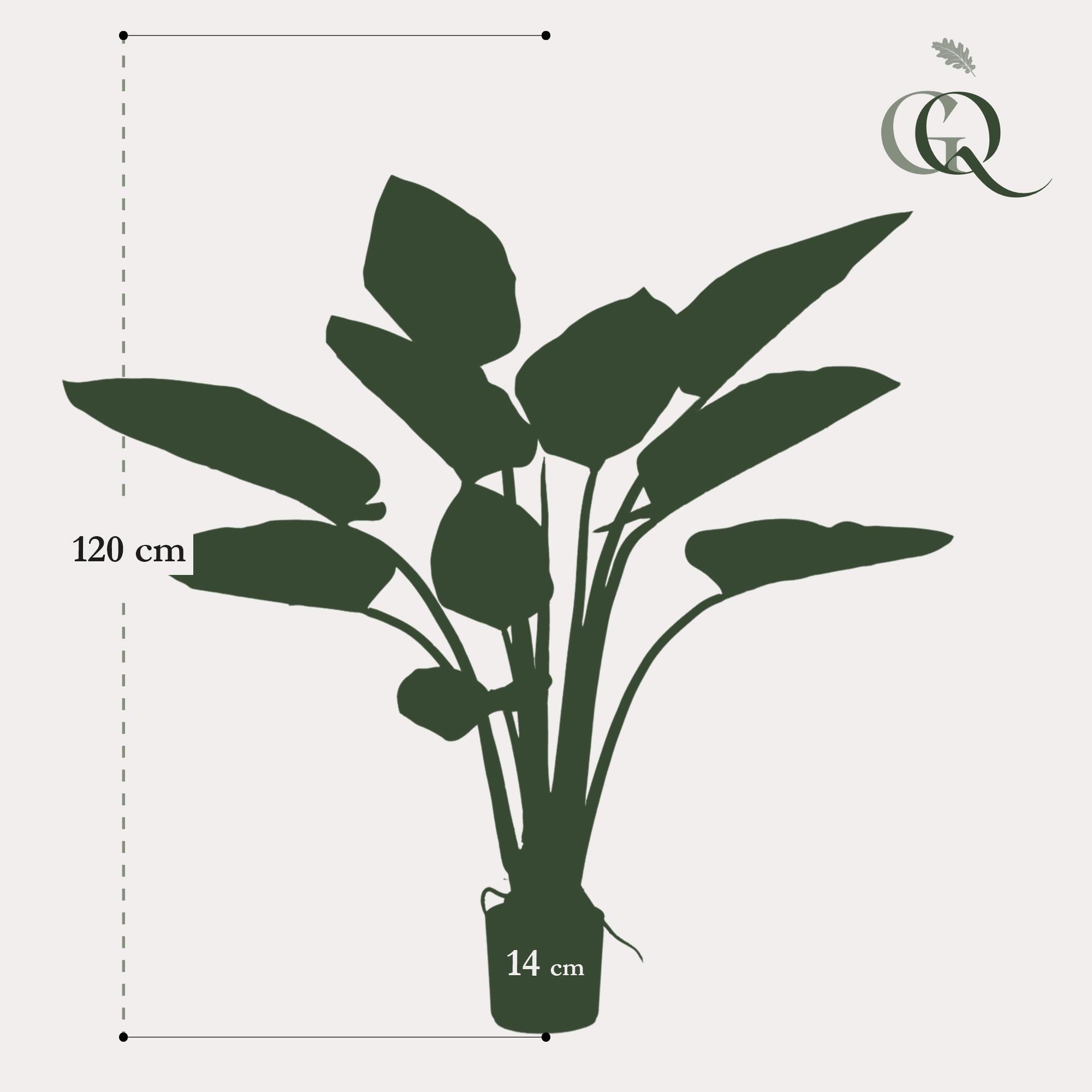 Philodendron Artificial grande