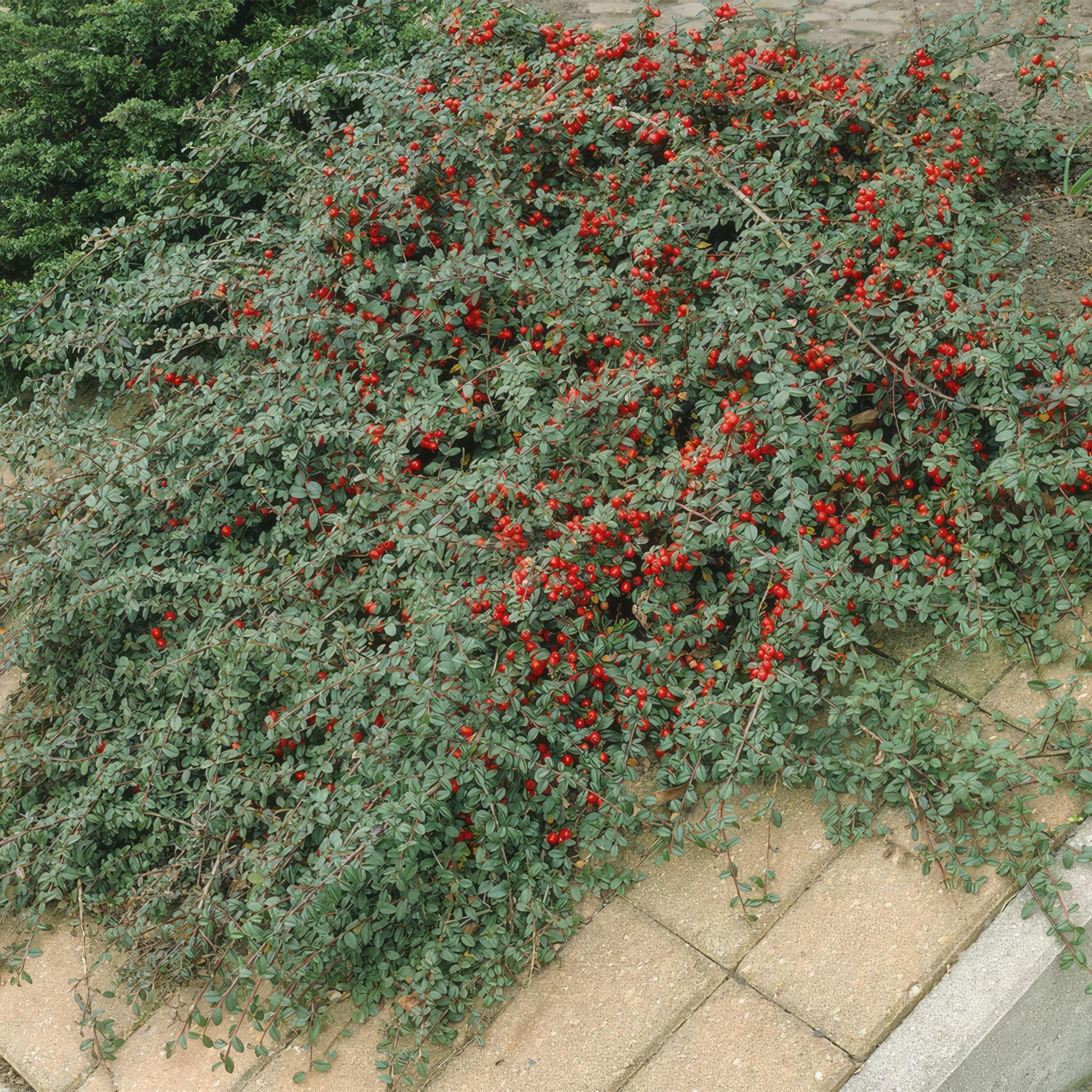 Zwergmispel - Cotoneaster dammeri