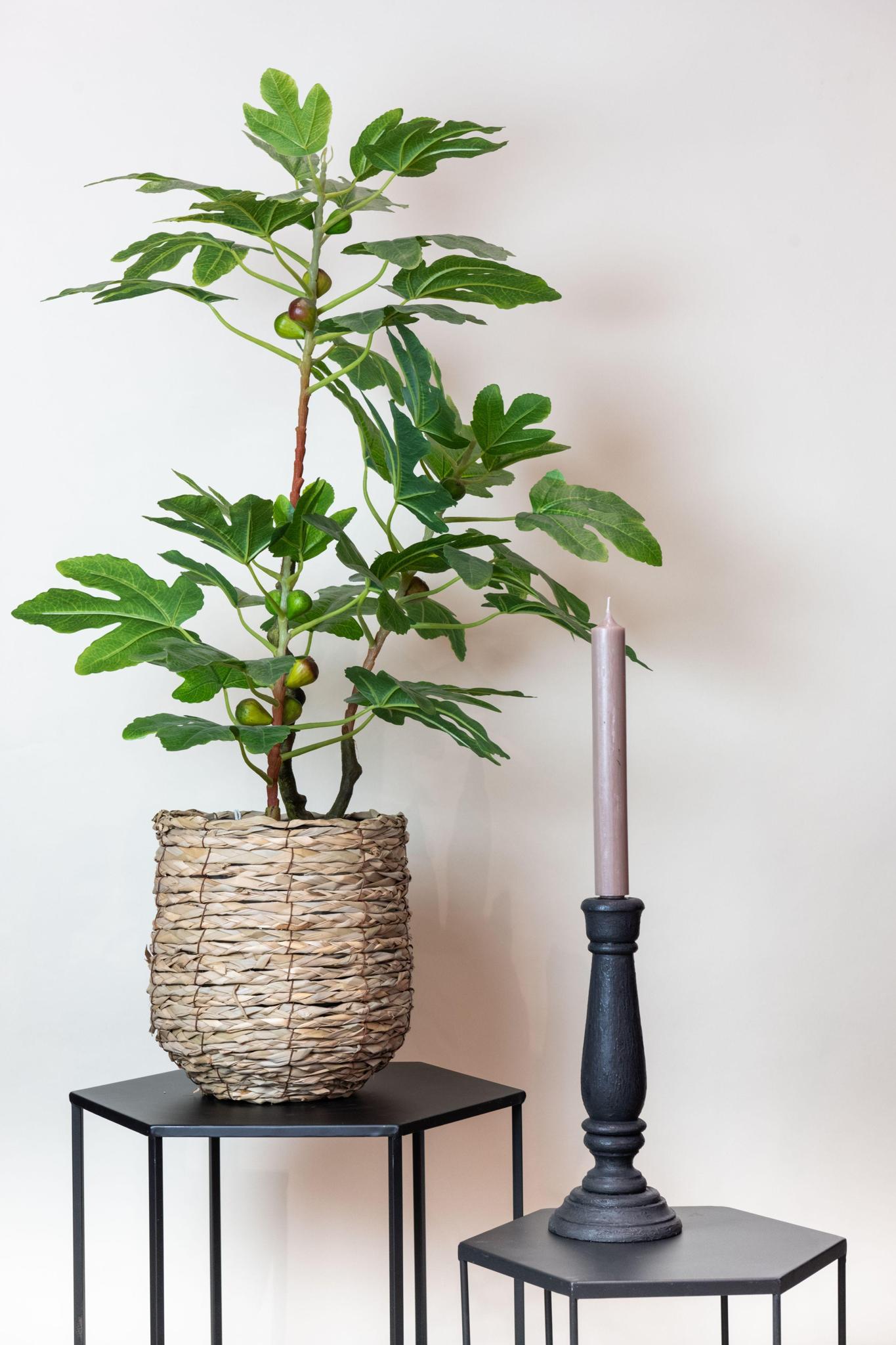 Ficus Carica Artificial