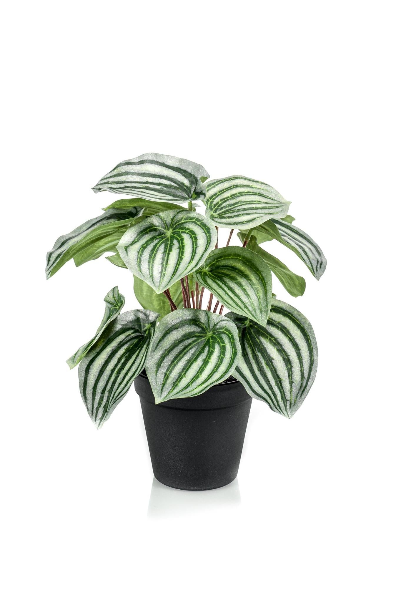  Comprar Peperomia Argyreia Artificial