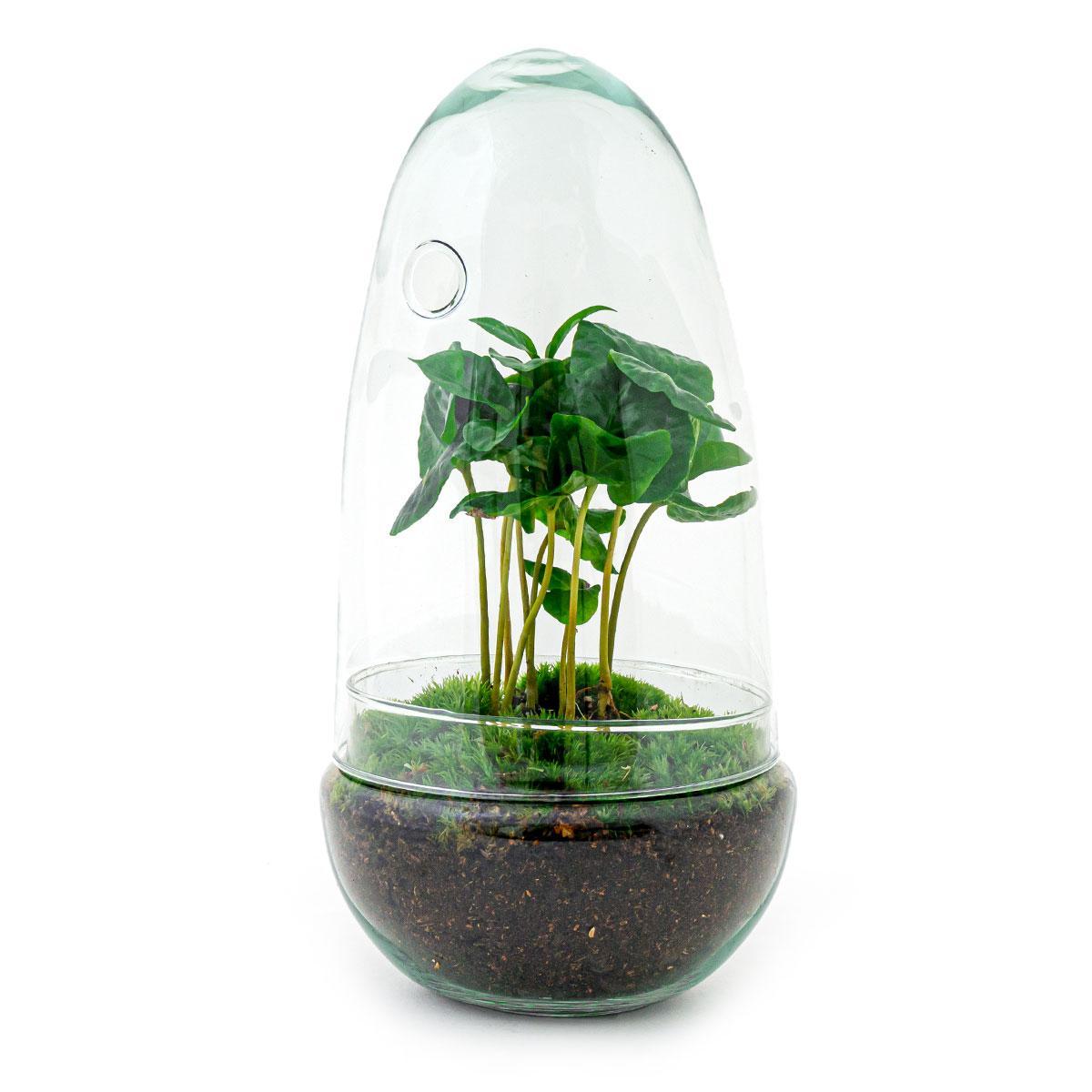 Terrarium Oeuf Coffea Arabica