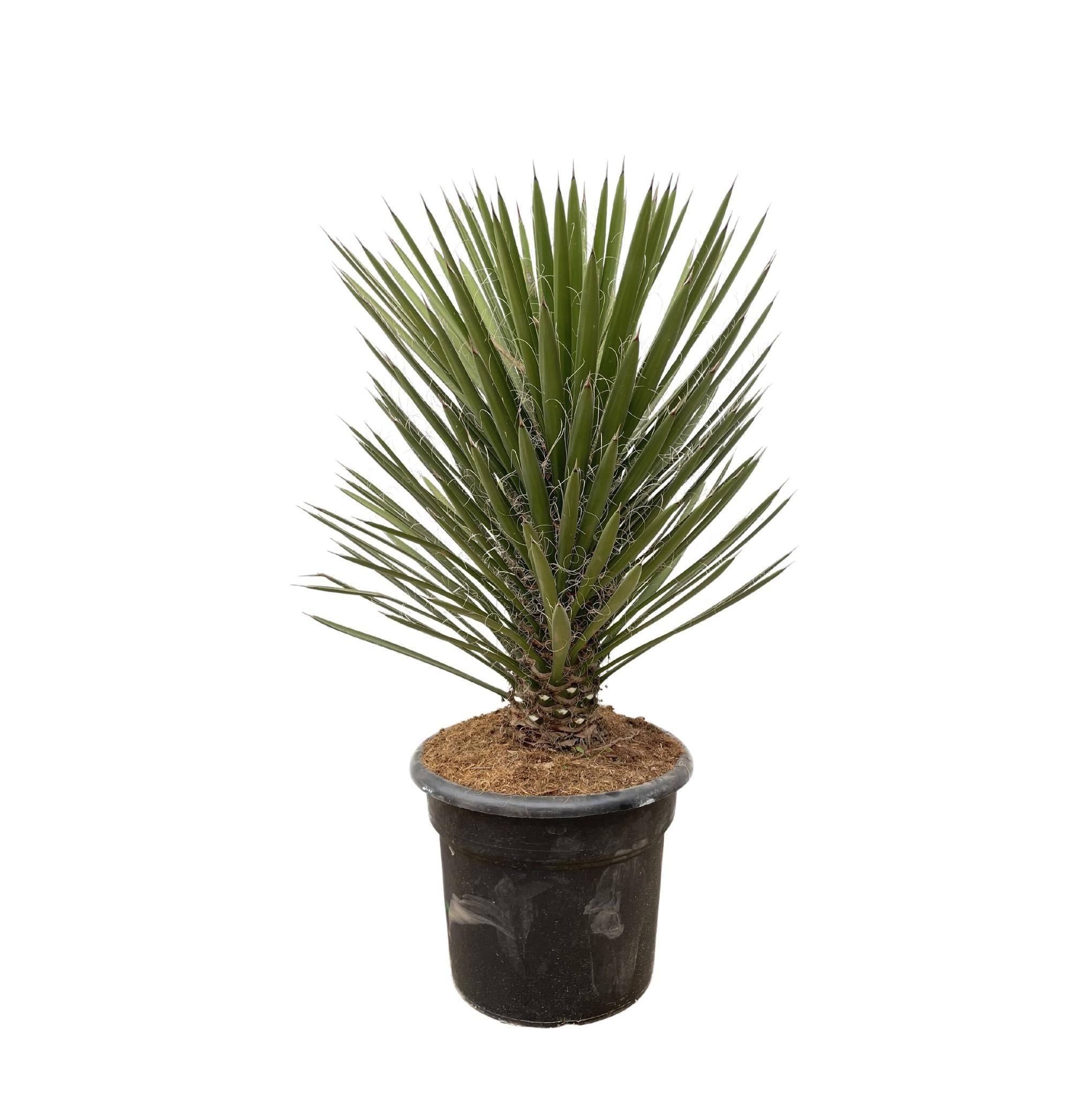 Yucca Filifera kaufen