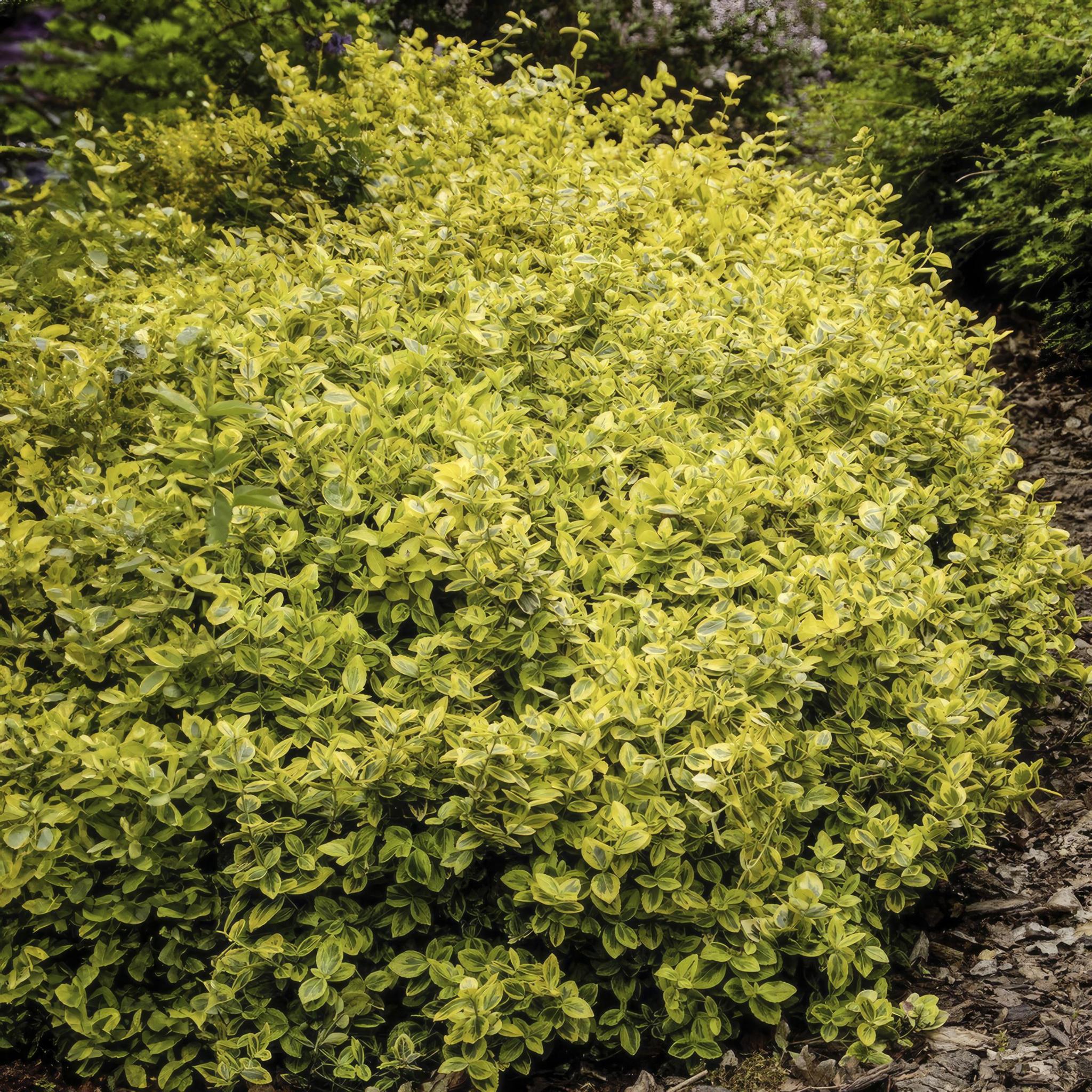 Kriech-Spindelstrauch - Euonymus Fortunei 'Emerald'n Gold'