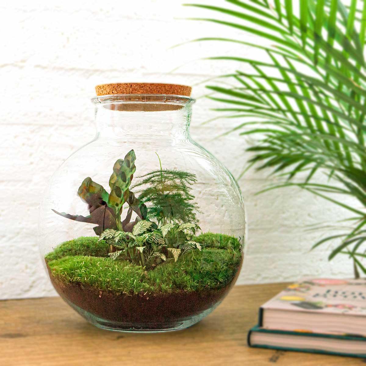 Terrário DIY - Bolder Bob