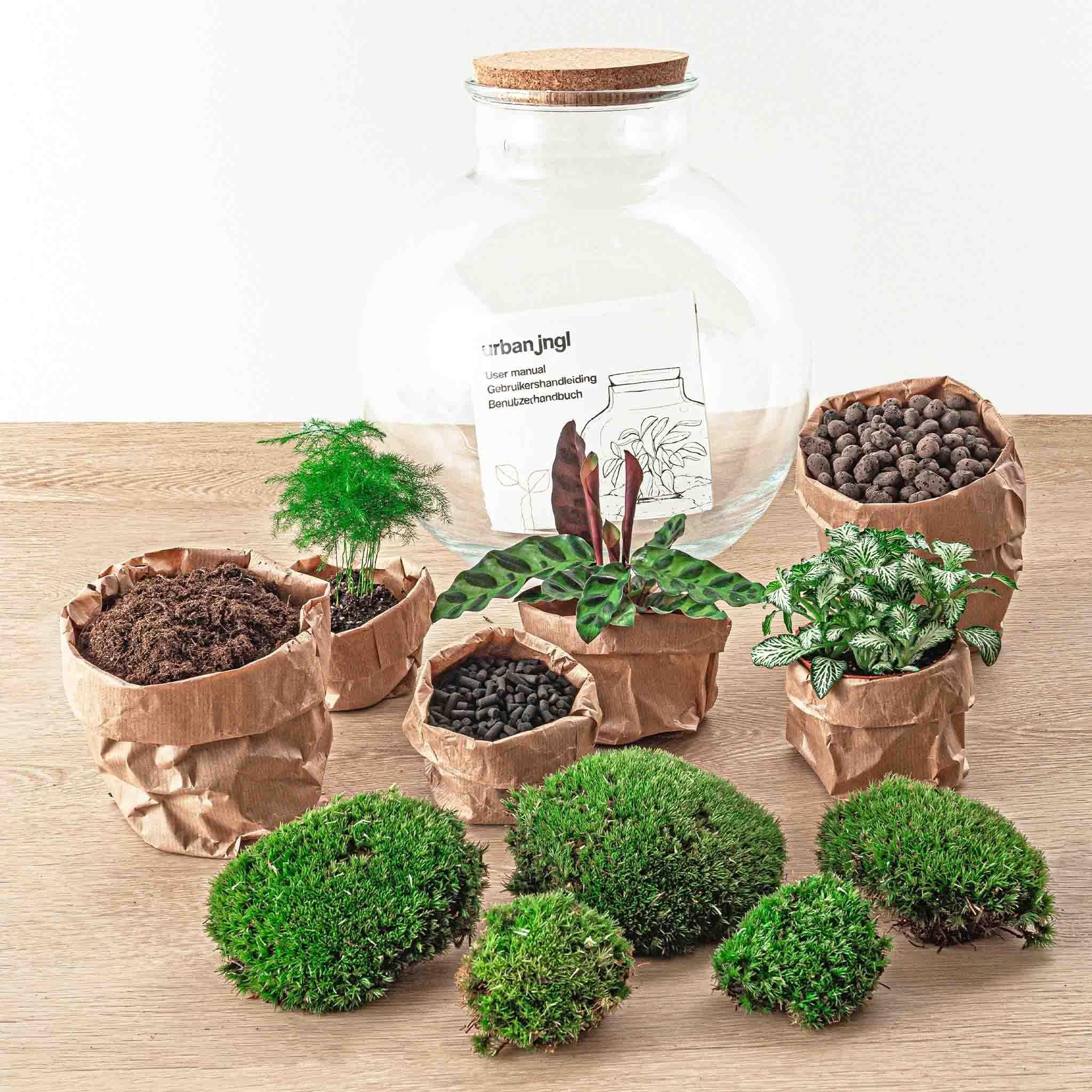 Terrarium DIY - Bob plus audacieux