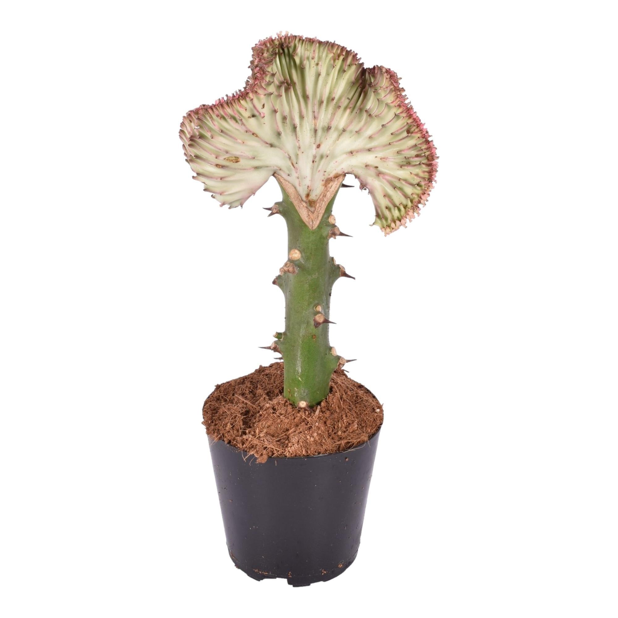 Euphorbia lactea Cristata (Laitue de Corail)