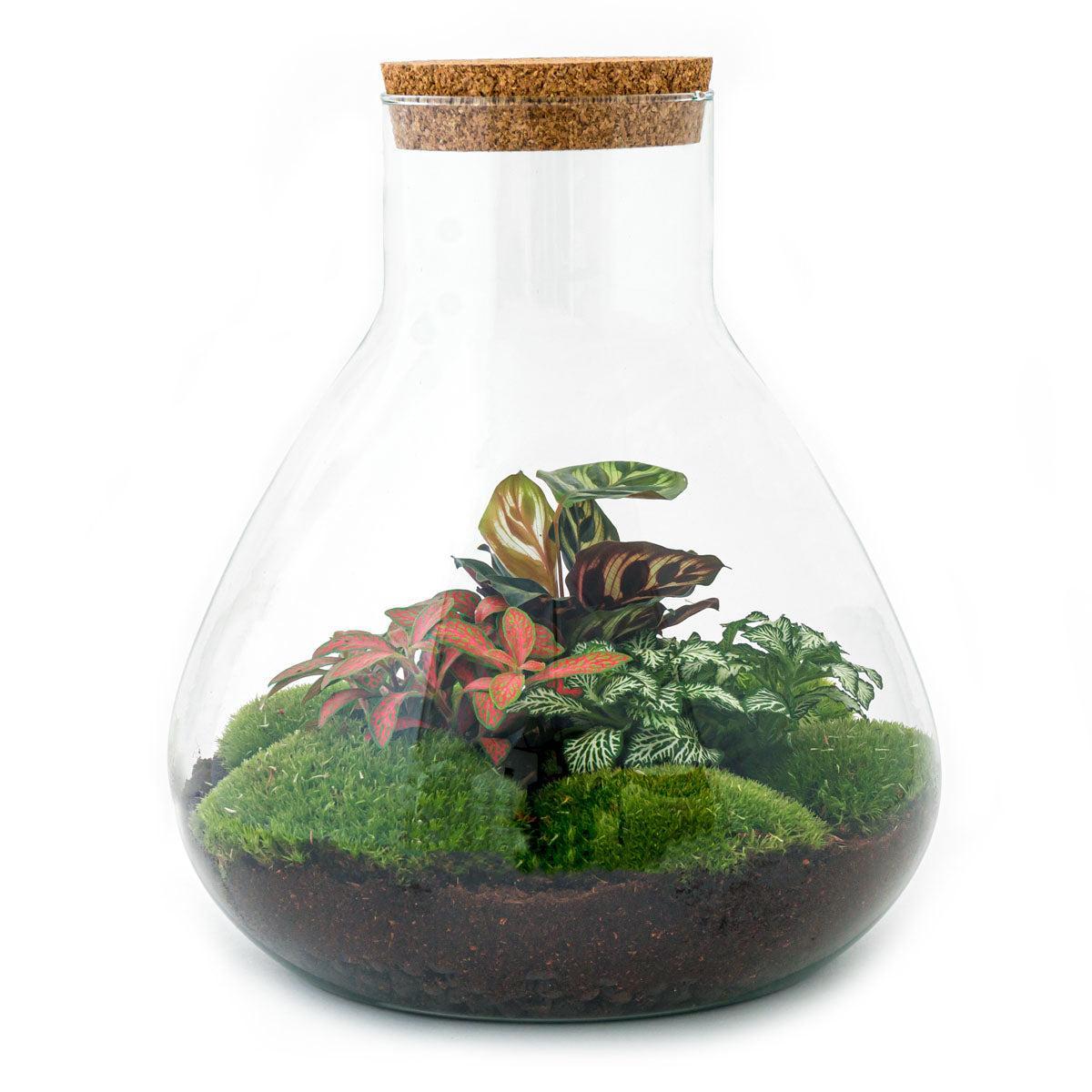 DIY terrarium de plantas Sam XL