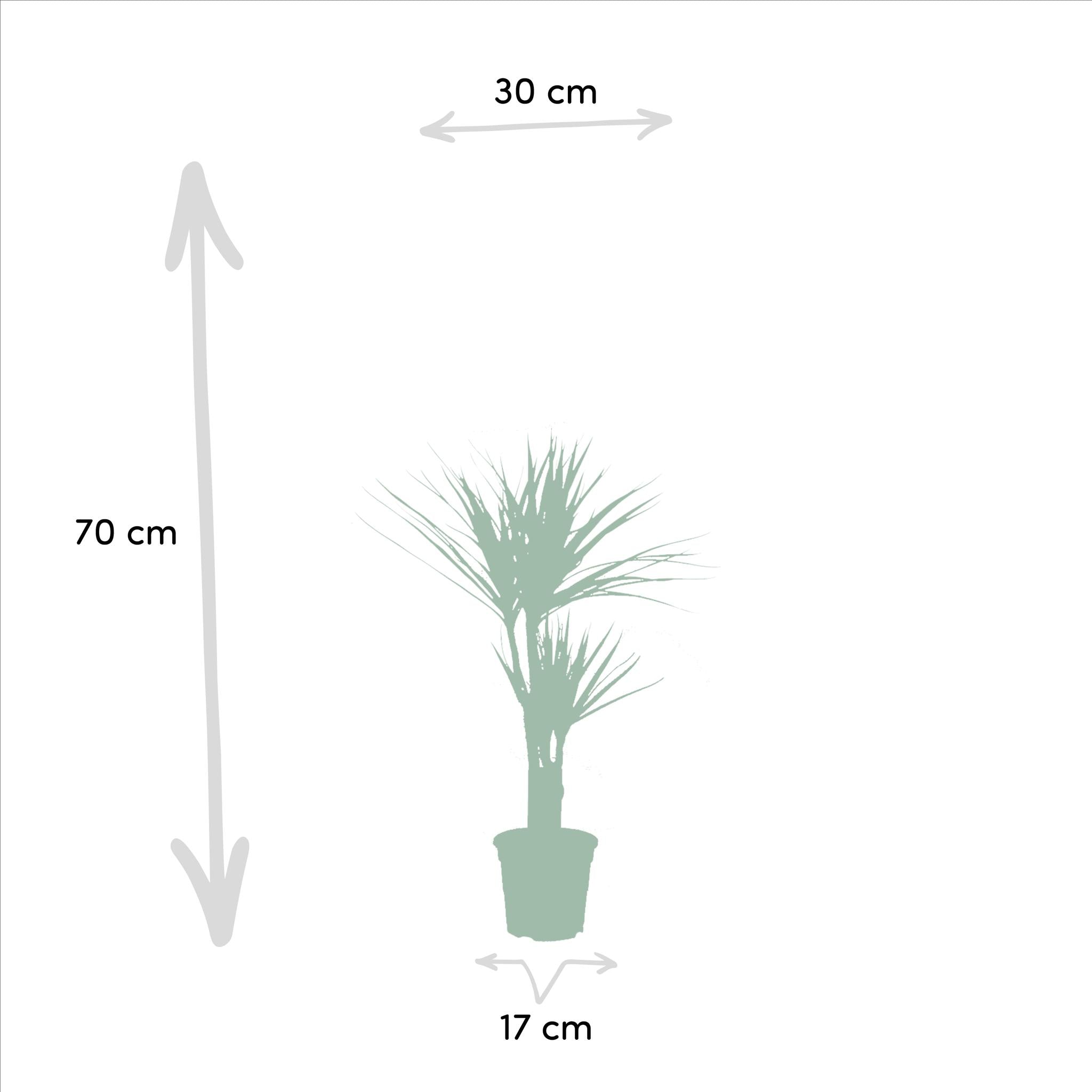 DUO von Dracaena Pflanze kleine