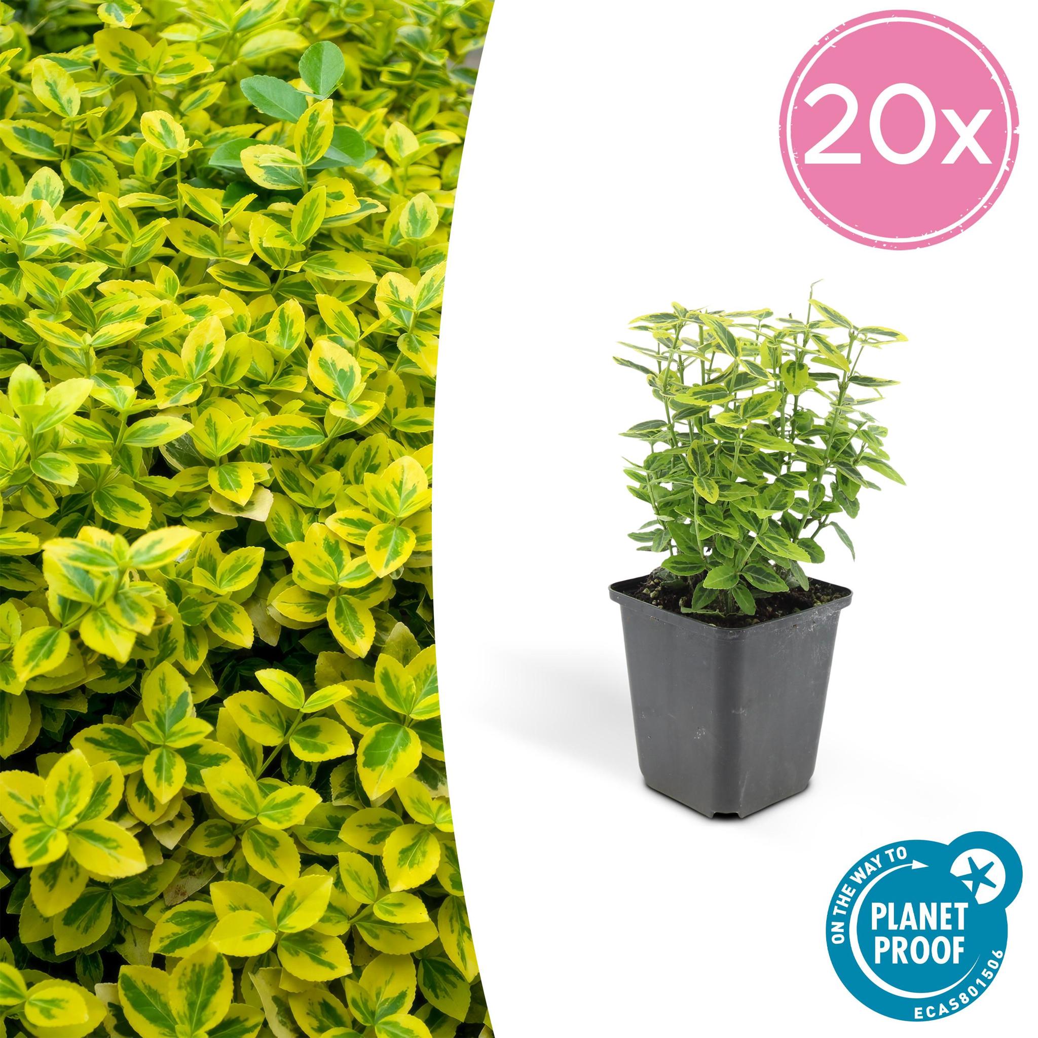 Kriech-Spindelstrauch - Euonymus Fortunei 'Emerald'n Gold'