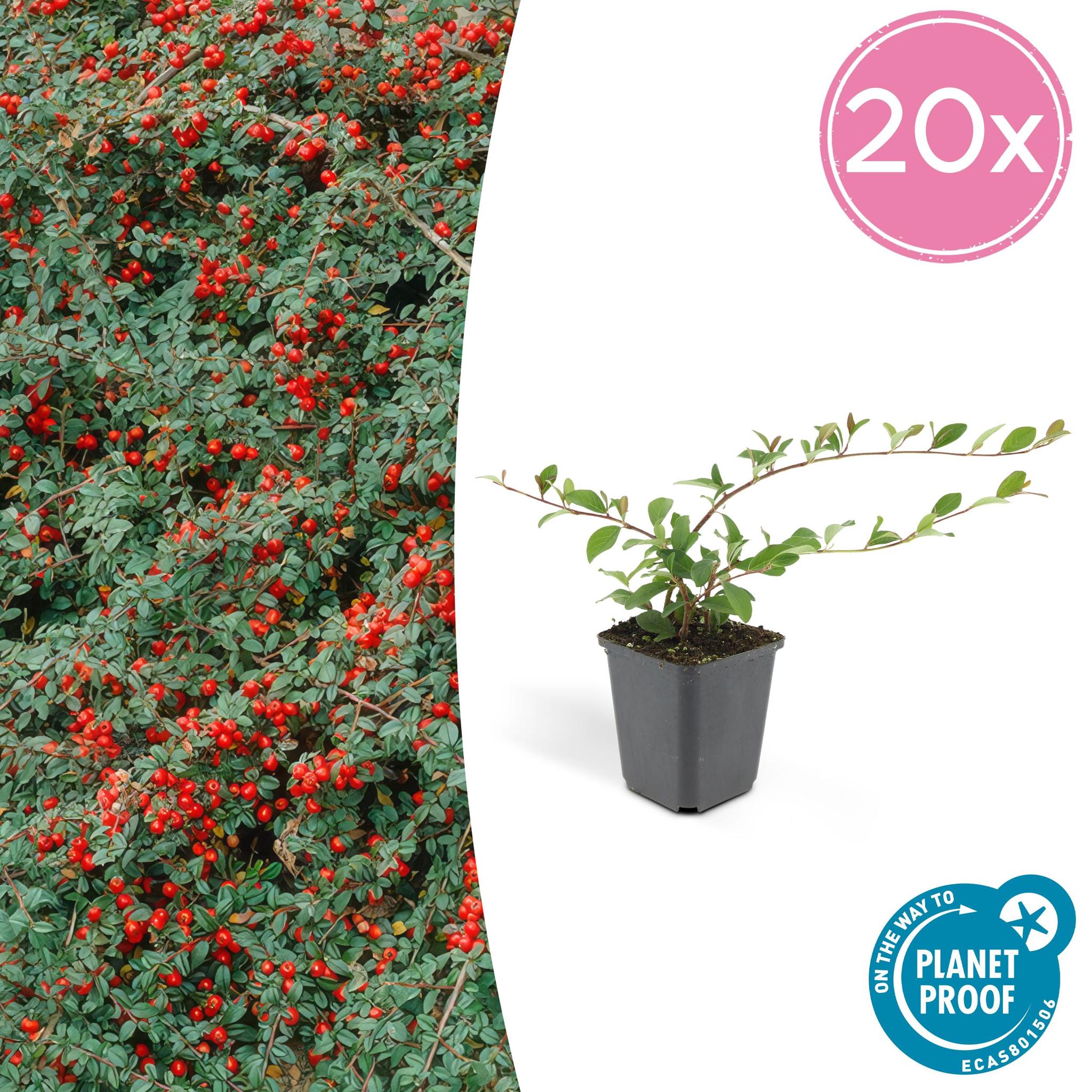 Zwergmispel - Cotoneaster dammeri