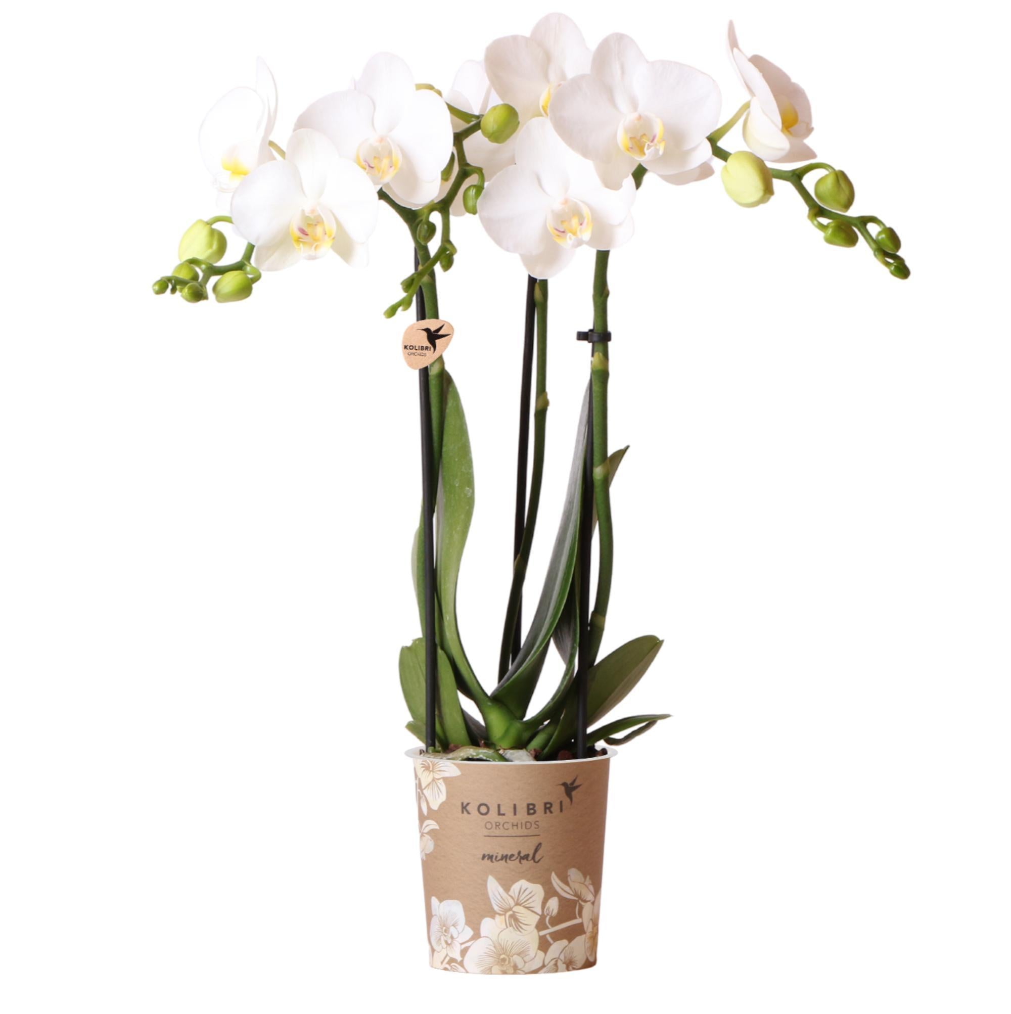 Weiße Phalaenopsis-Orchidee kaufen