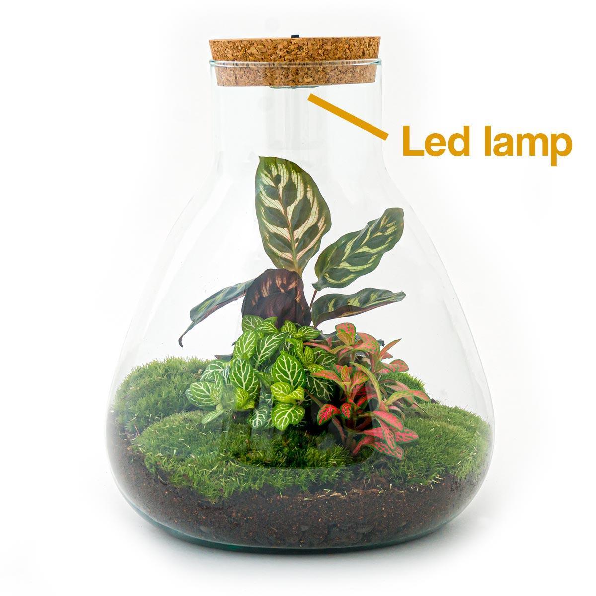 Comprar terrario de plantas con luz