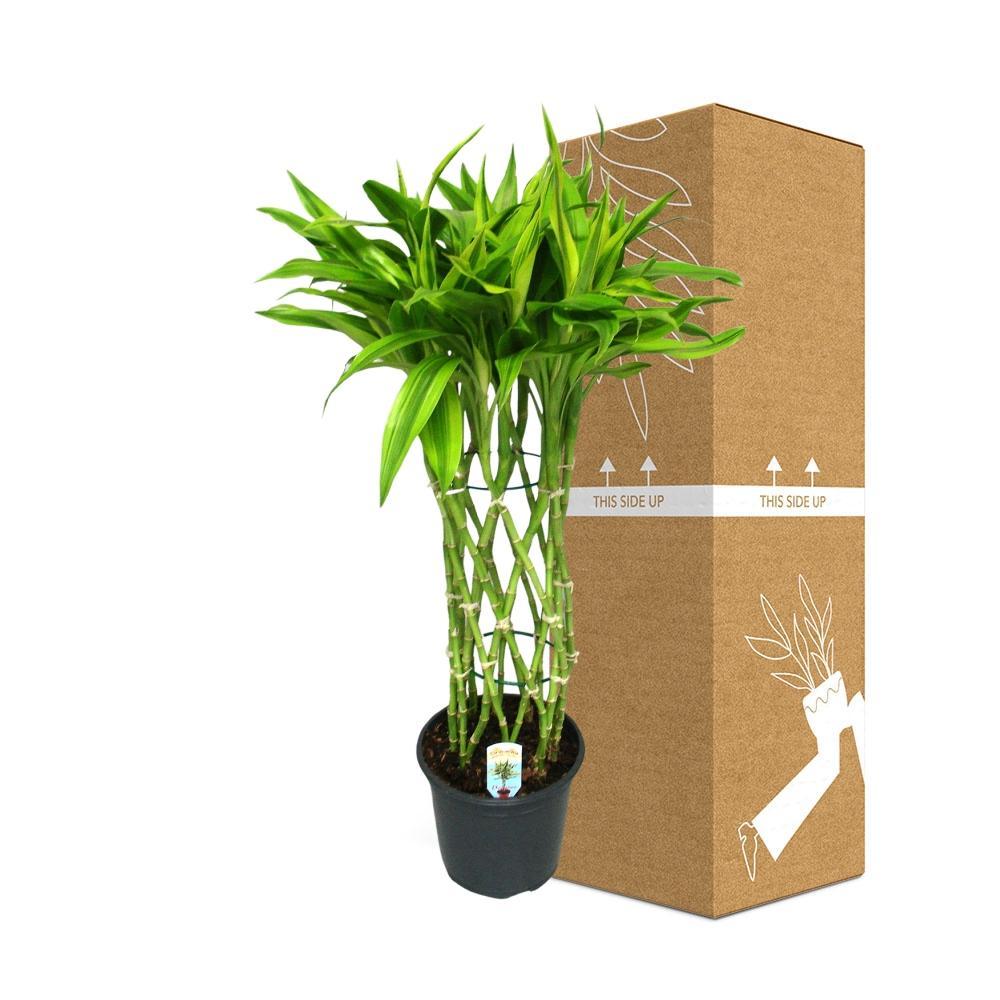 Dracaena Sandriana online kaufen