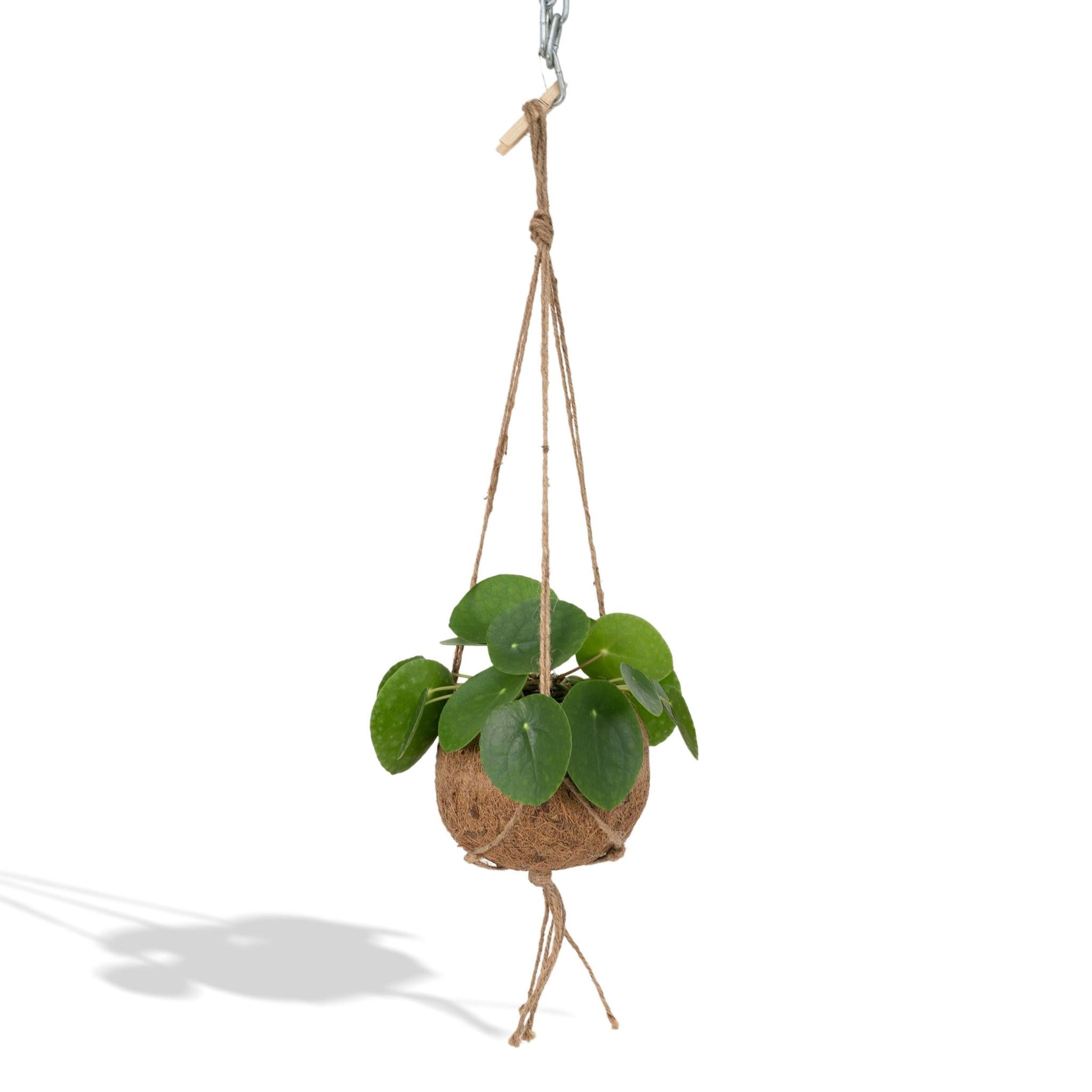 Kokedama Pilea Peperomiodes