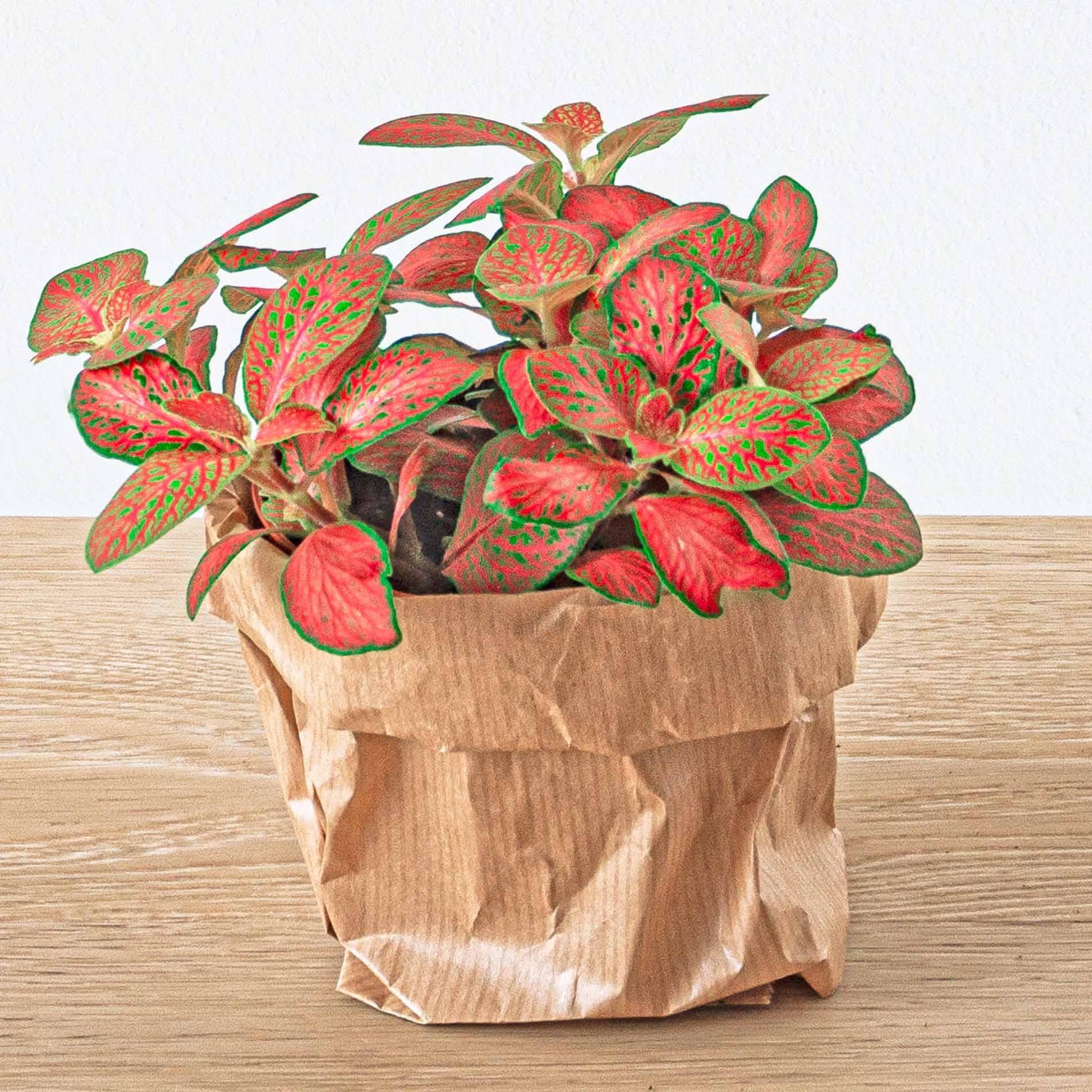 Pack de Plantas para Terrário