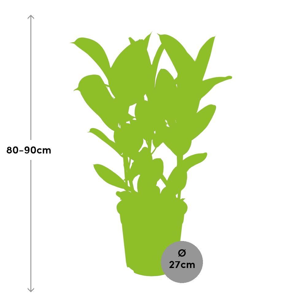 Ficus elastica Robusta bestellen