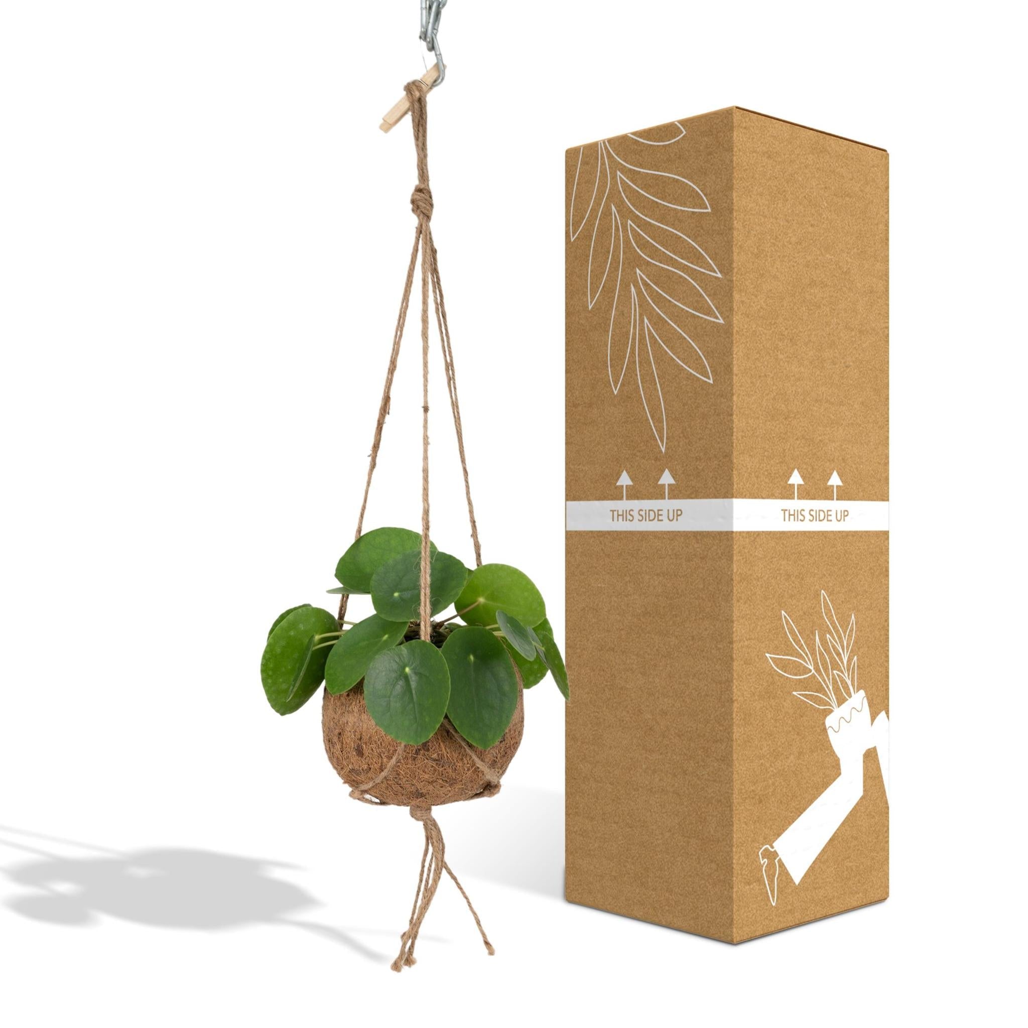 Kokedama Pilea Peperomiodes Versand