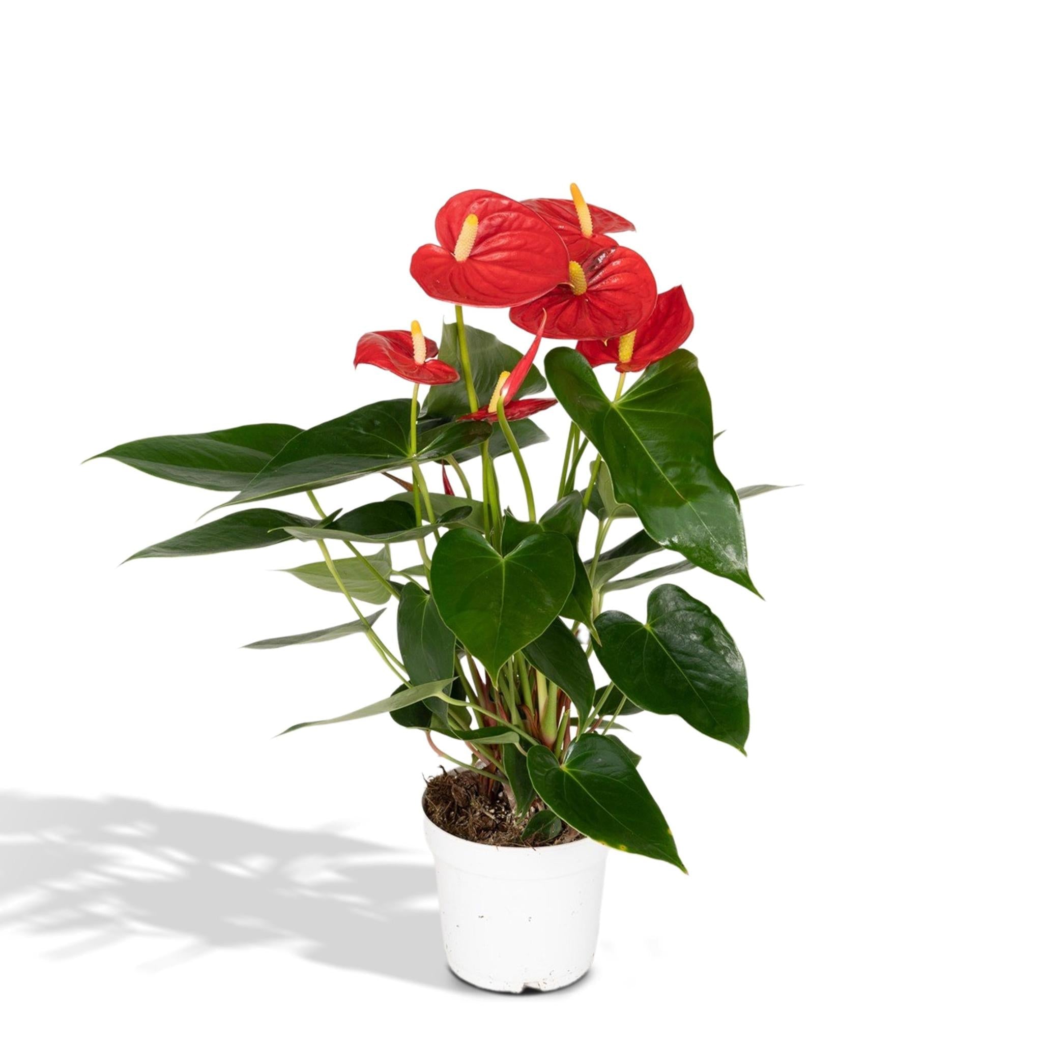 Anthurium Kaufen