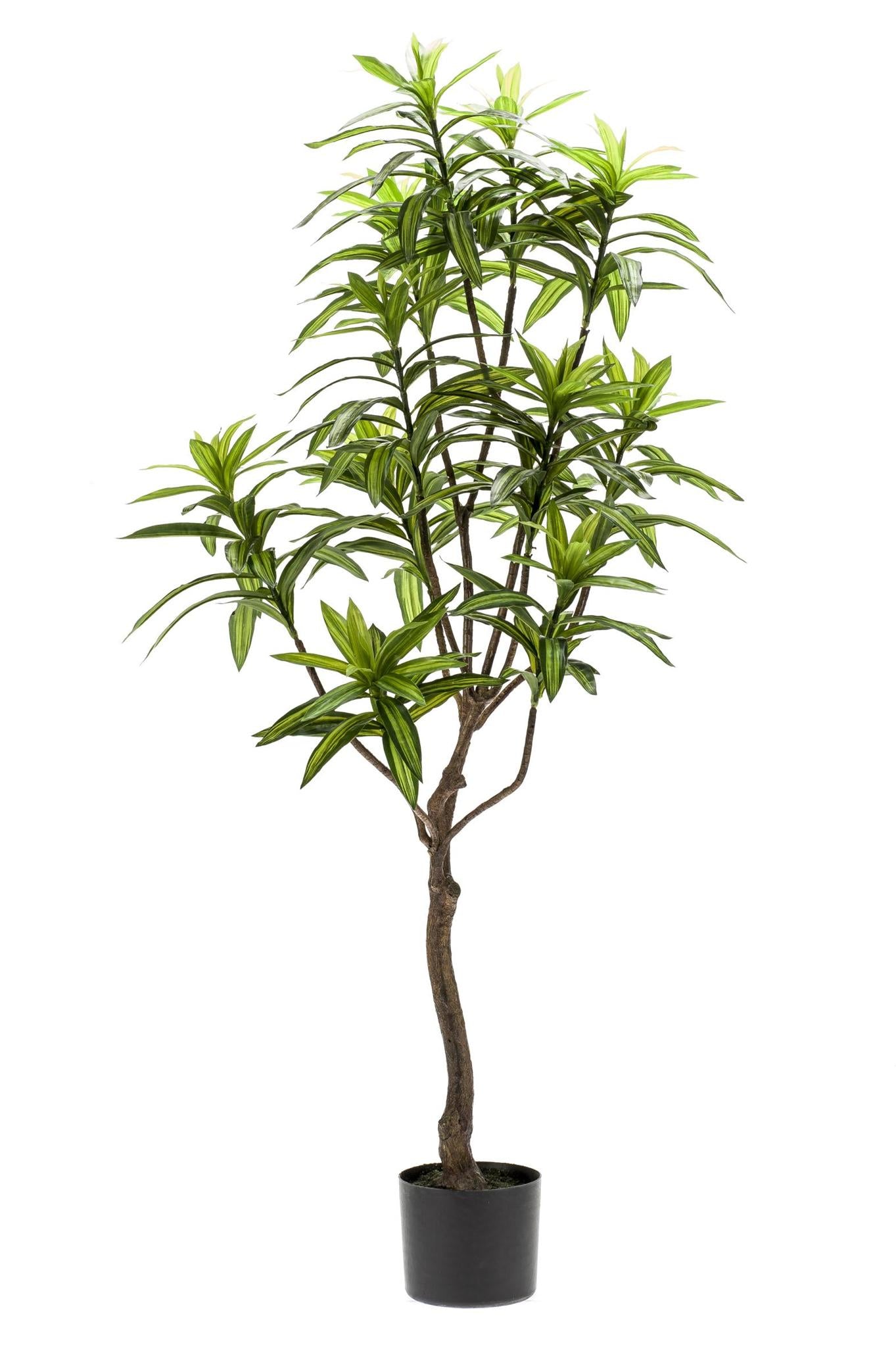 Comprar Dracaena Artificial