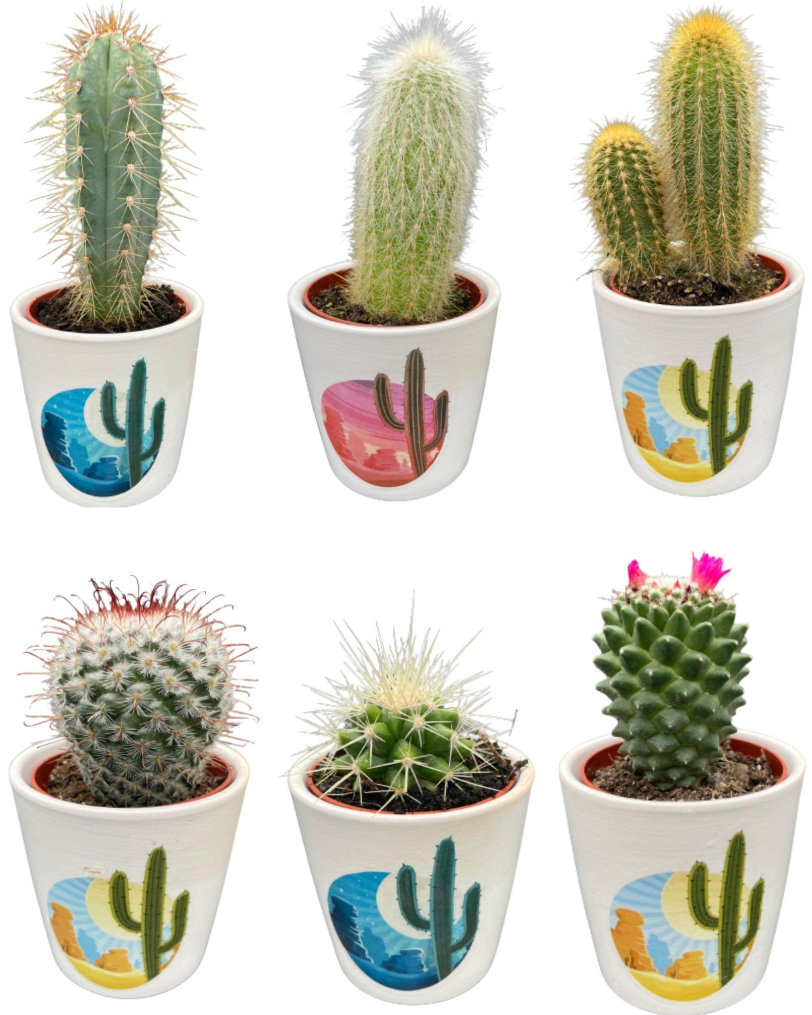 Mix de cactus avec pots décoratifs - (6 pièces)