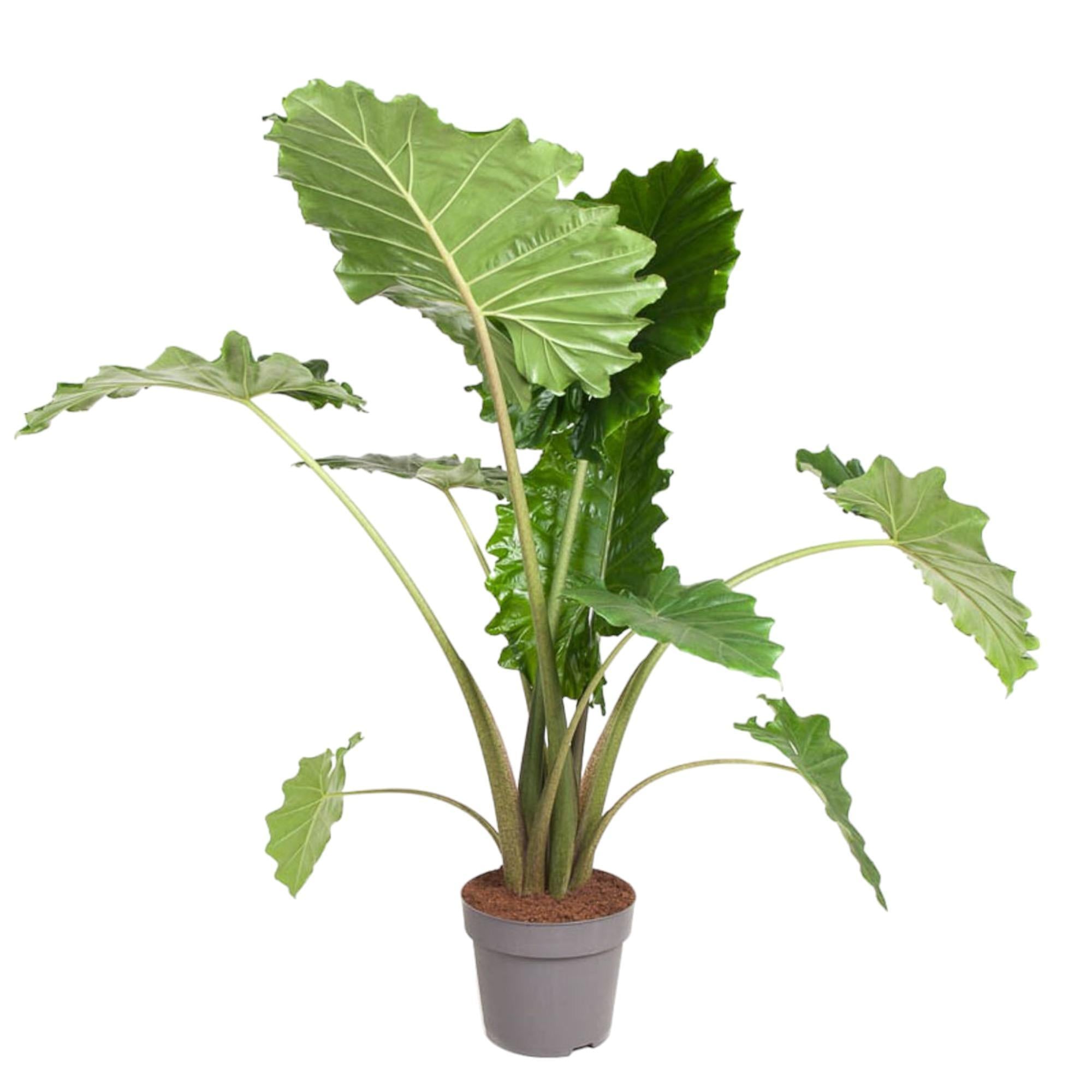 Alocasia Portodora kaufen